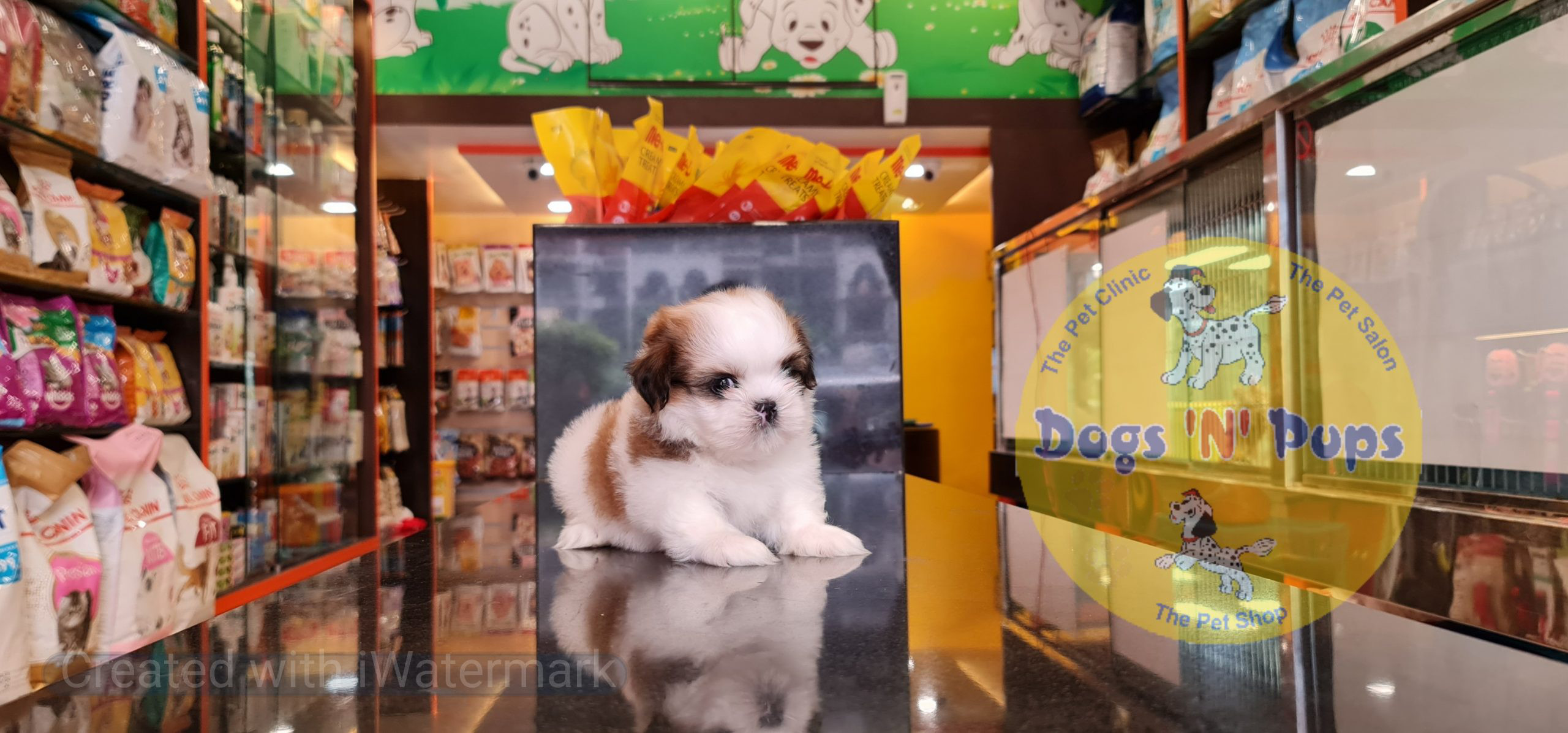 Shihtzu puppy image 2