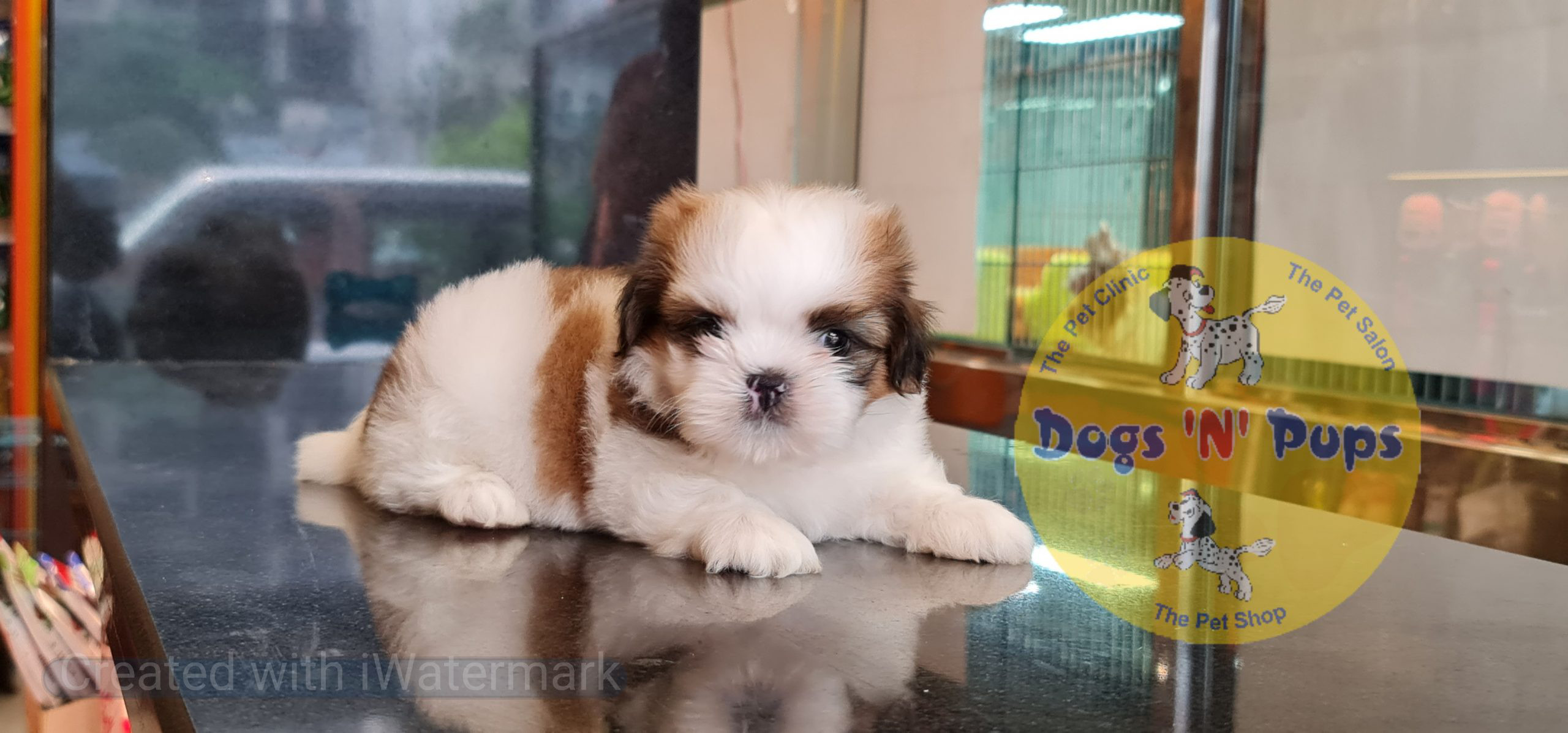 Shihtzu puppy image 3
