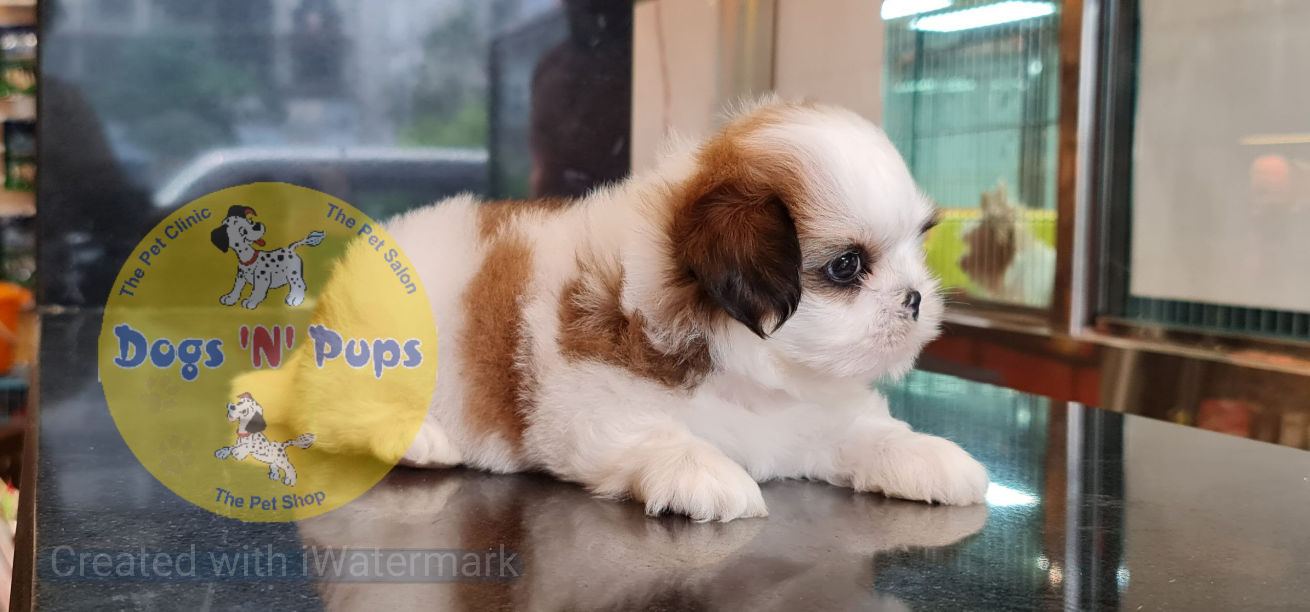 Shihtzu puppy image 6