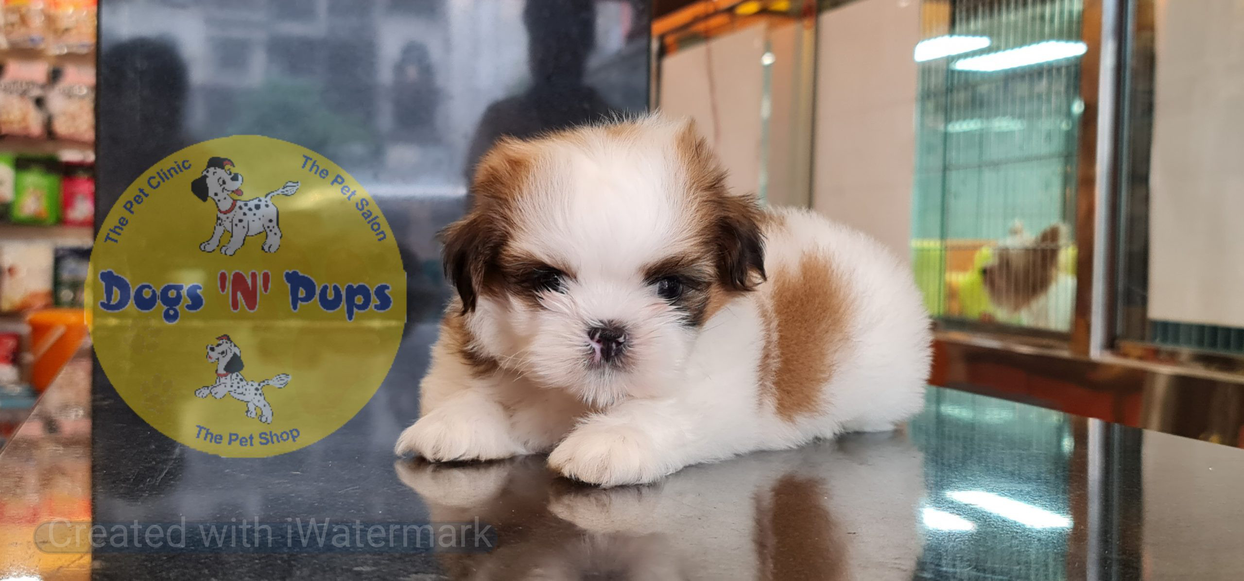 Shihtzu puppy image 7
