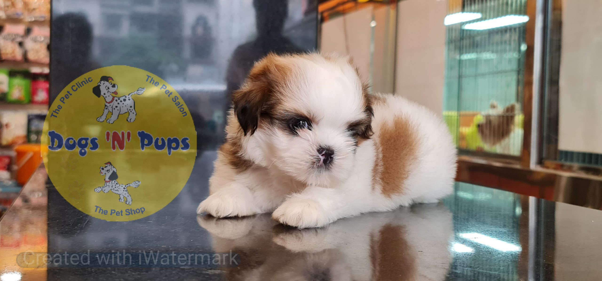 Shihtzu puppy image 8