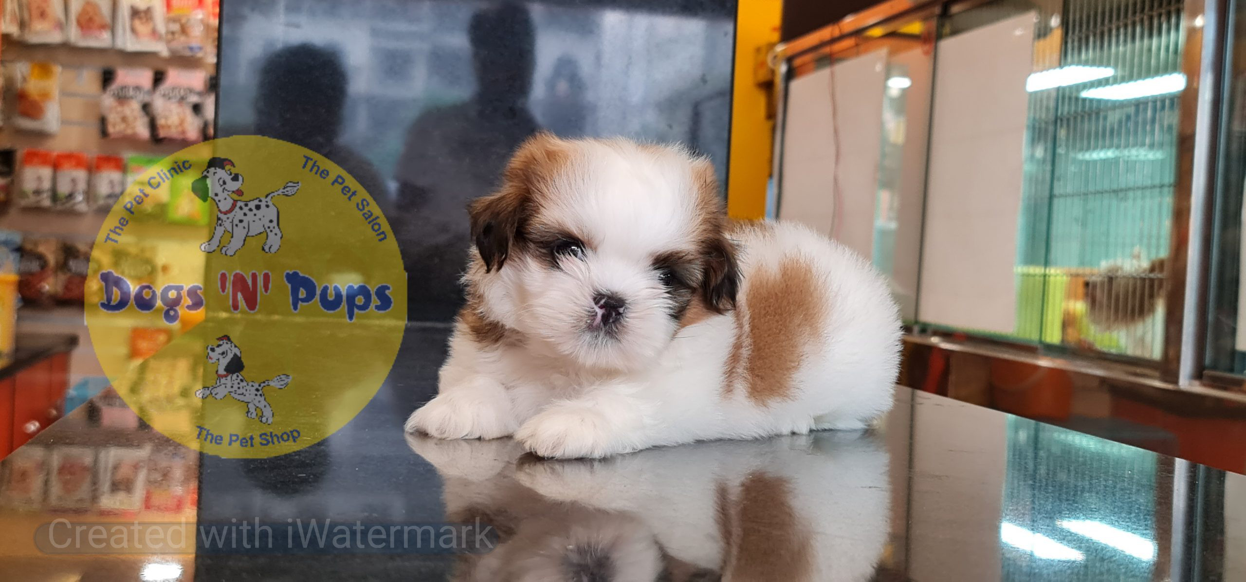 Shihtzu puppy image 10