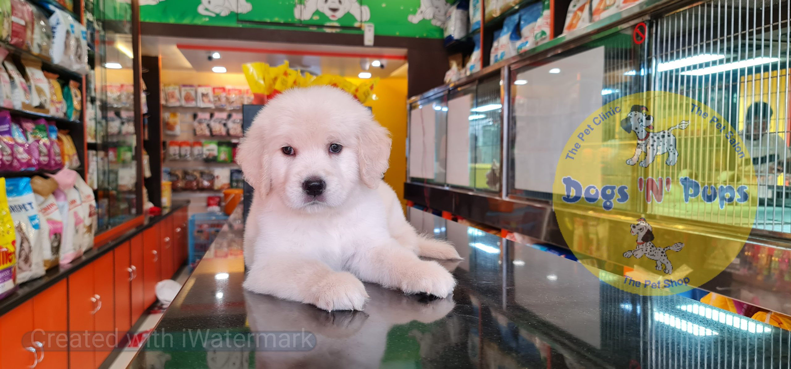 pet Golden retriever puppy header image