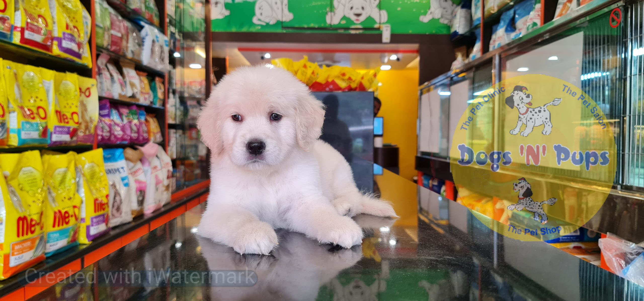 Golden retriever puppy image 2