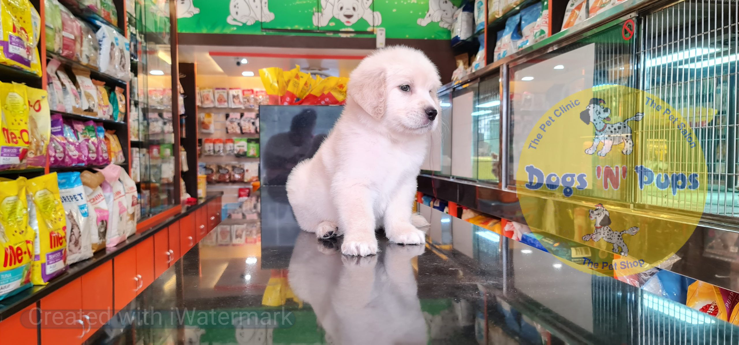 Golden retriever puppy image 3