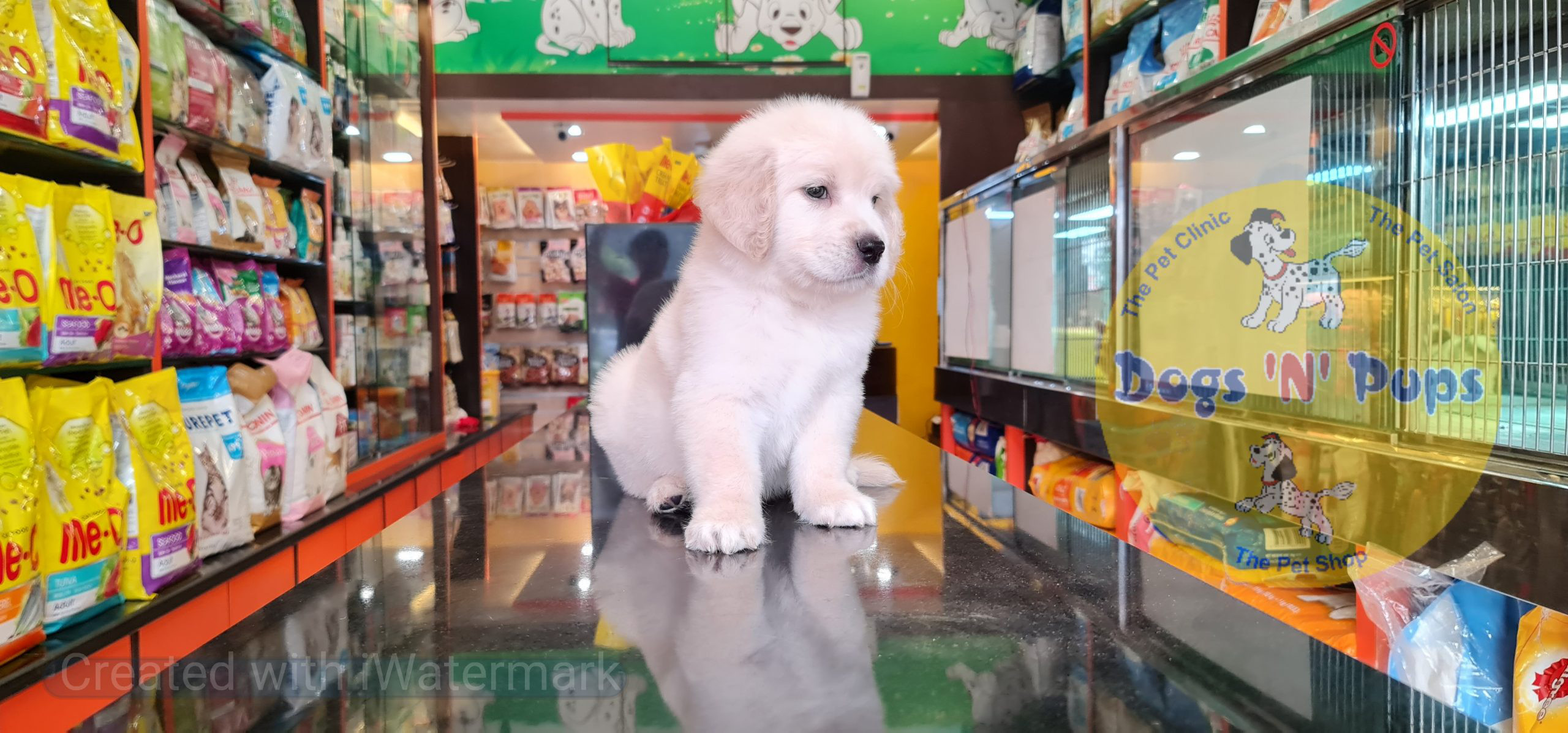 Golden retriever puppy image 4