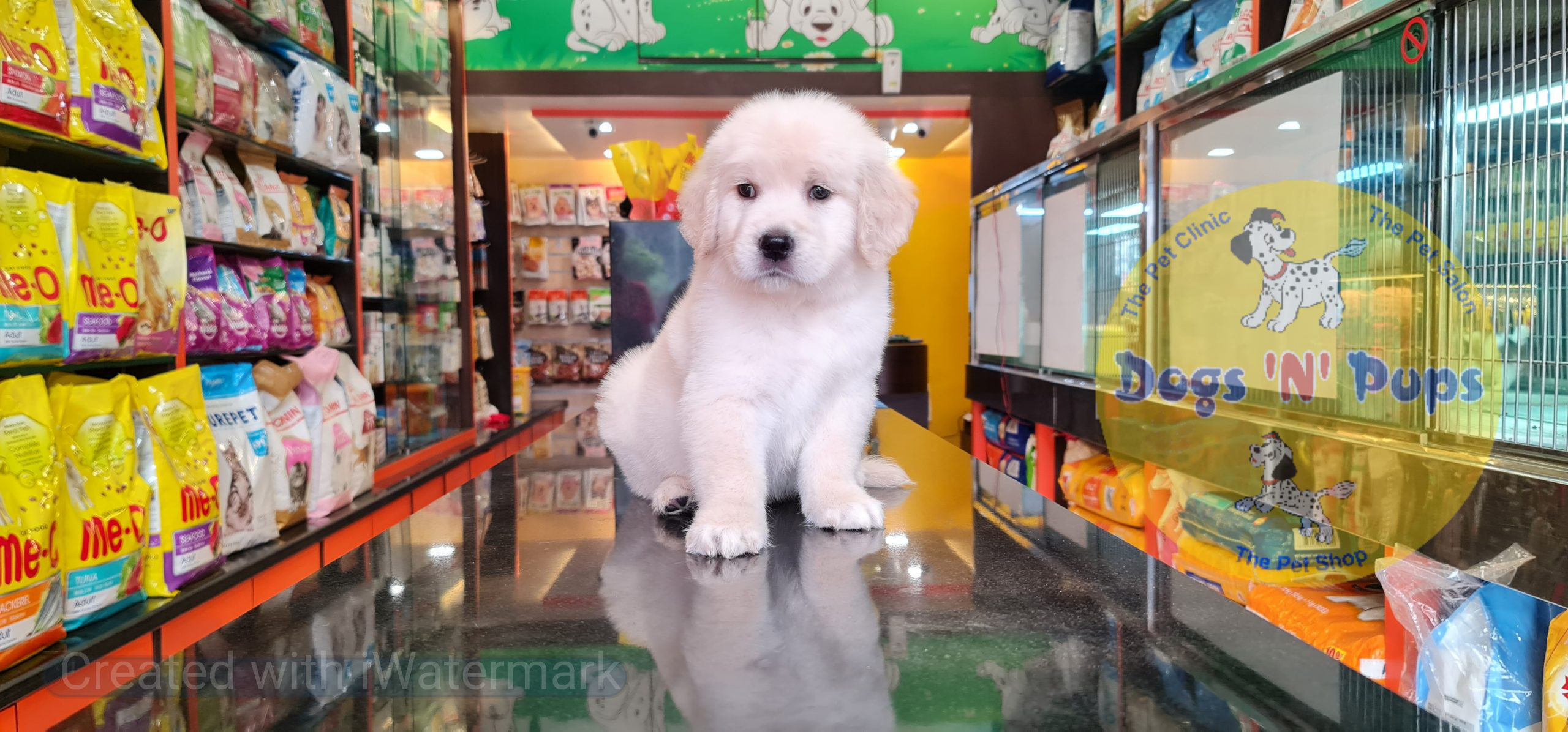 Golden retriever puppy image 5