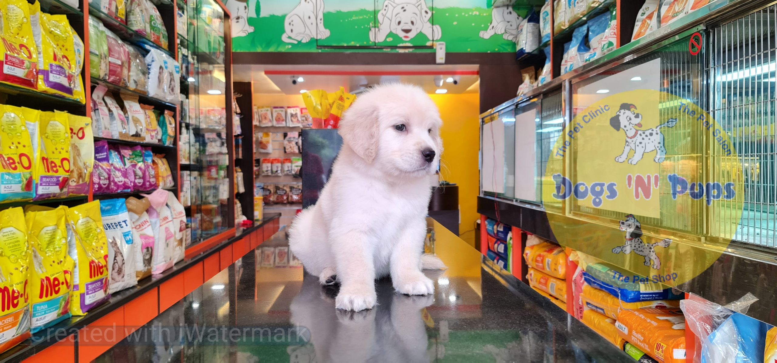 Golden retriever puppy image 6