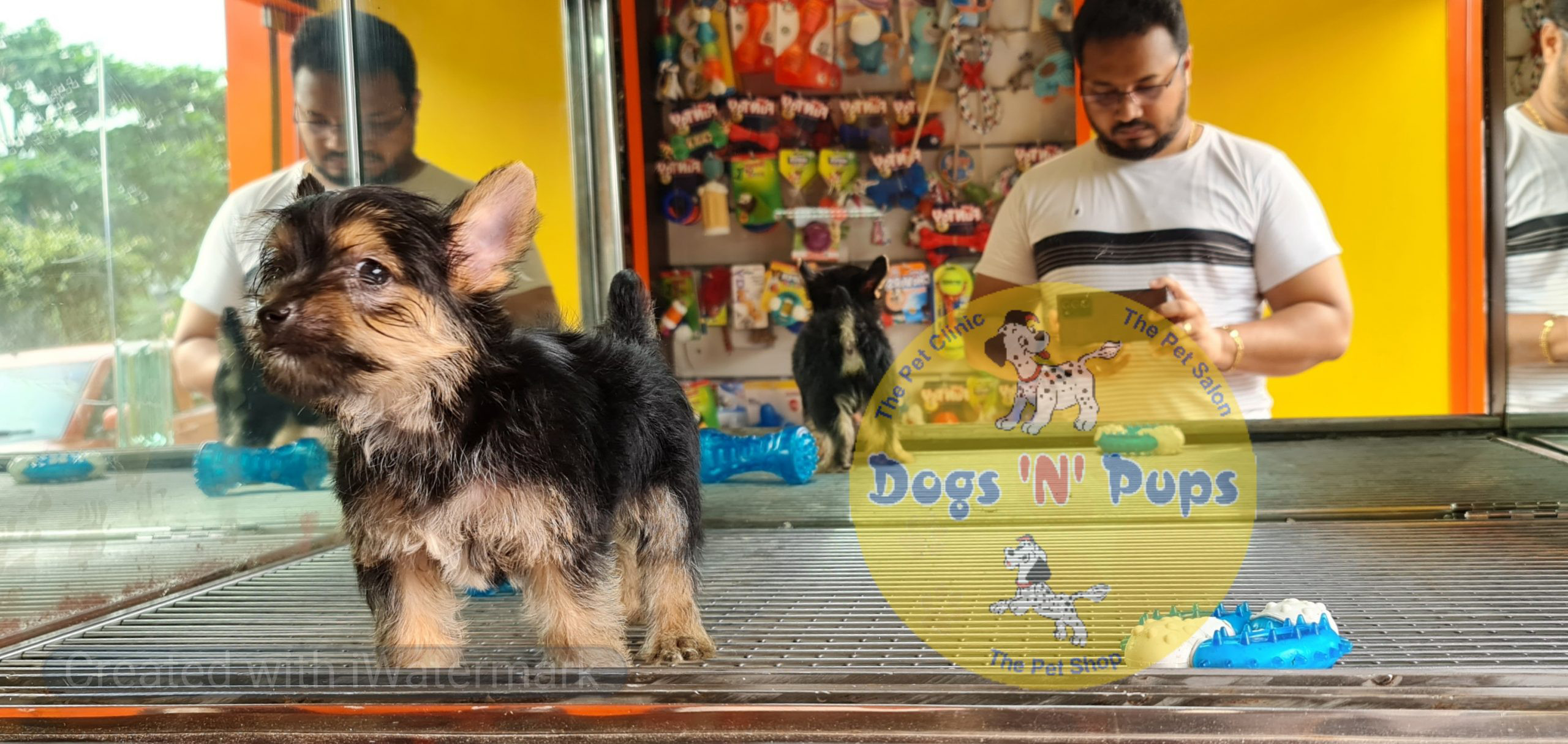 next dog posted image