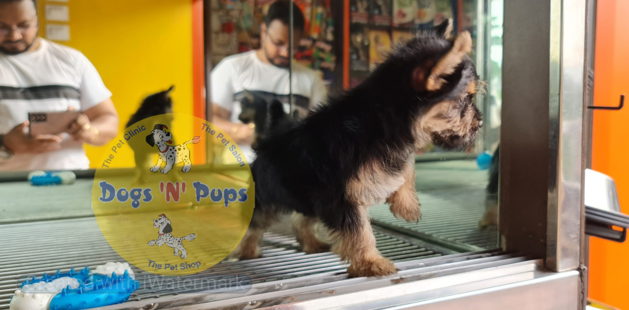 Yorkshire terrior puppy image 2