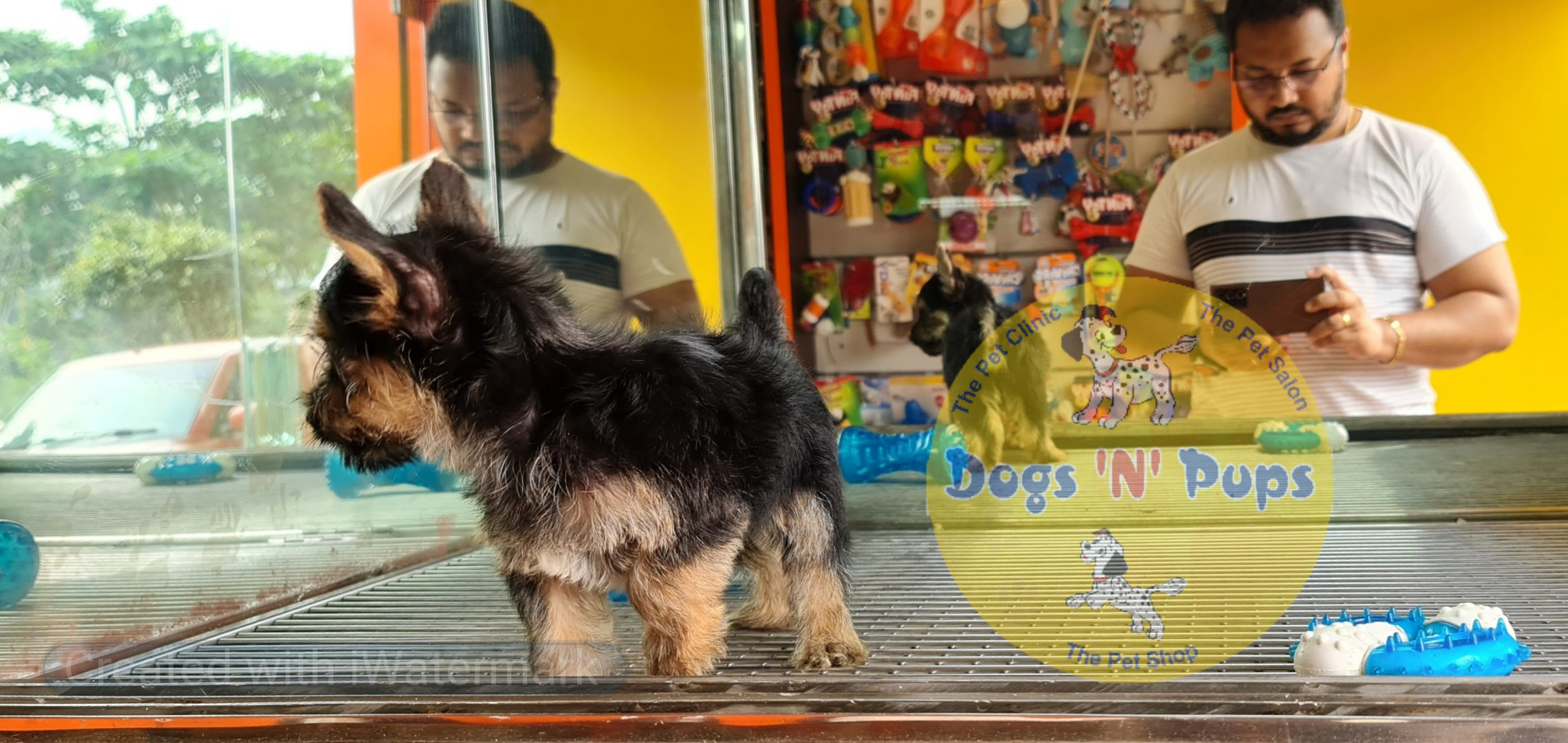 Yorkshire terrior puppy image 4