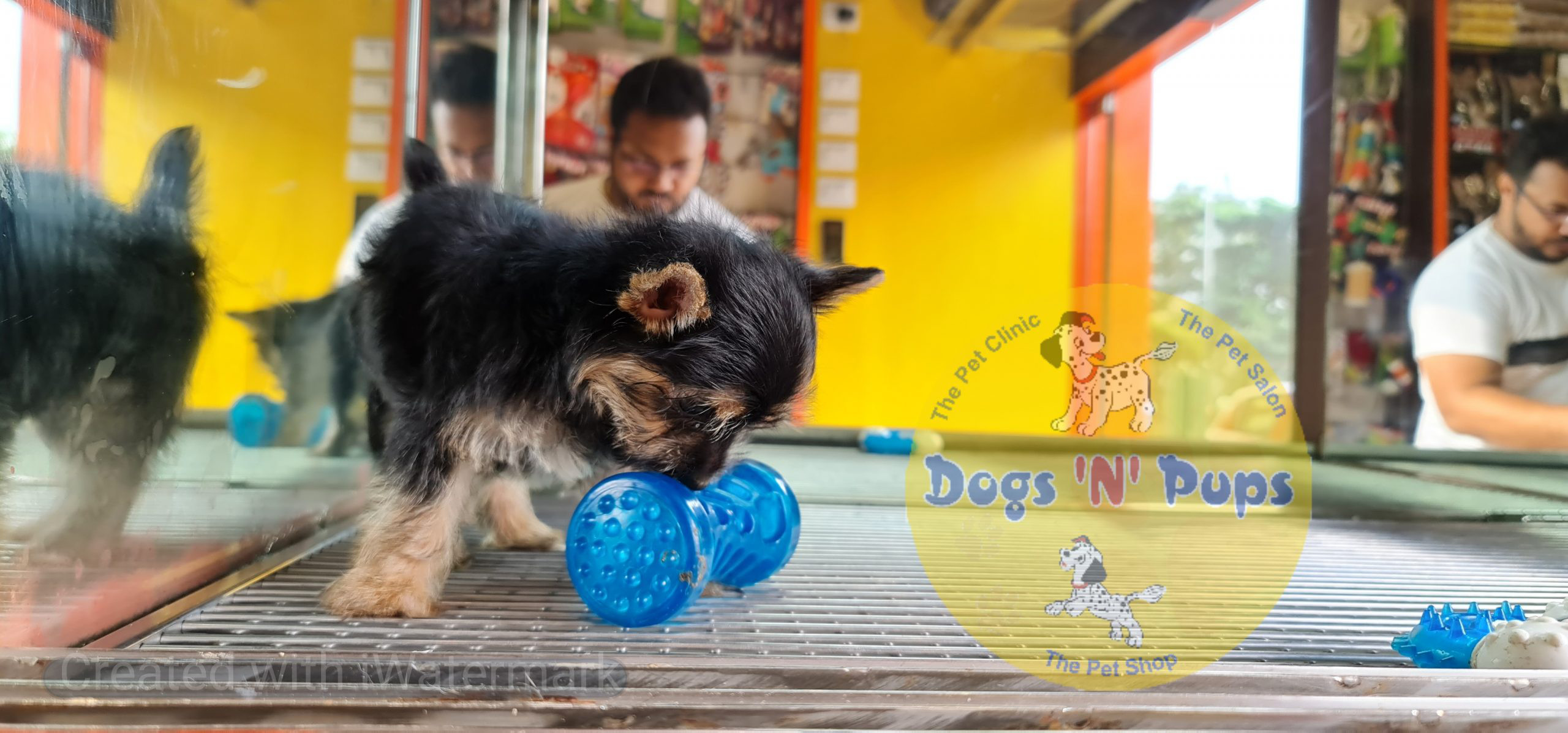 Yorkshire terrior puppy image 5