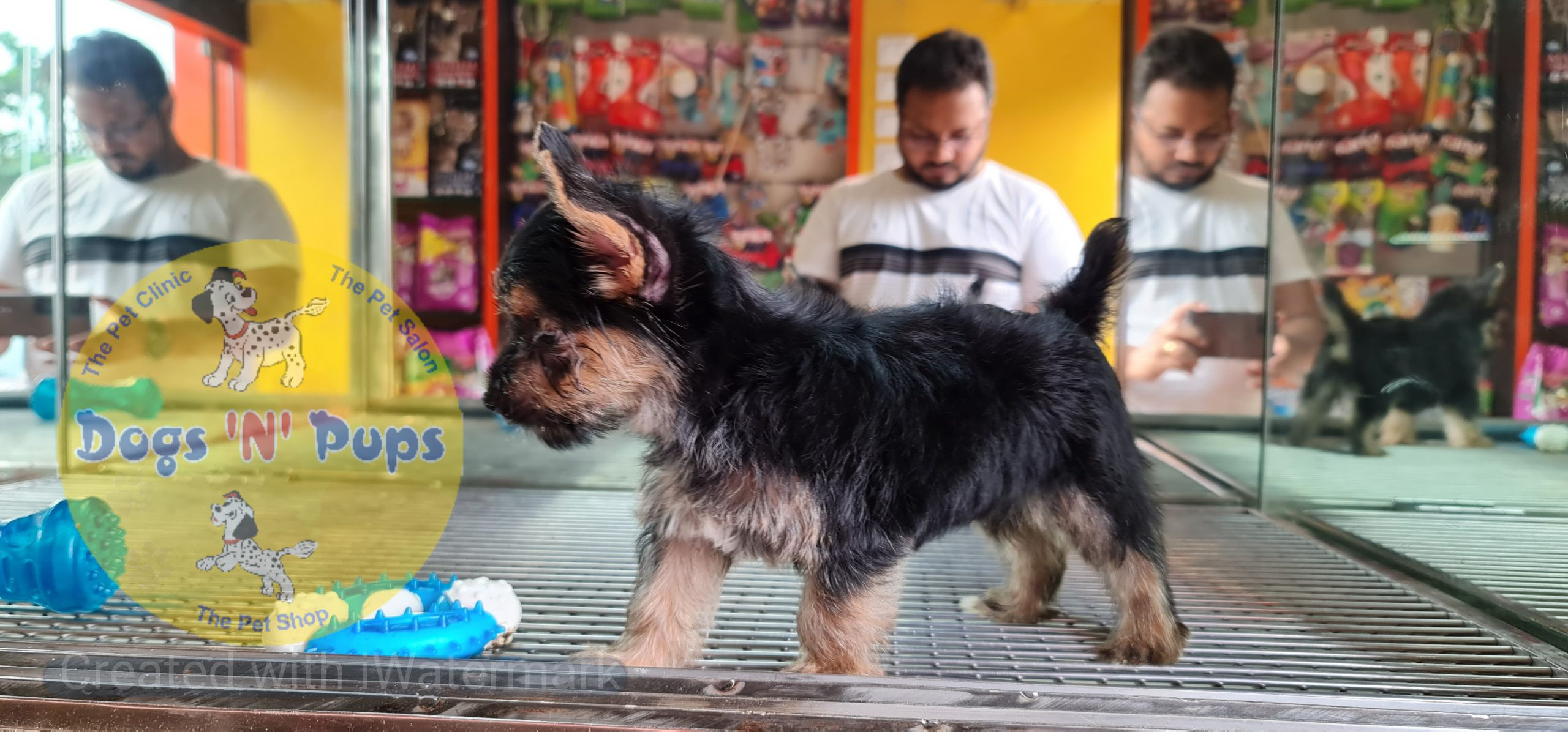 Yorkshire terrior puppy image 6