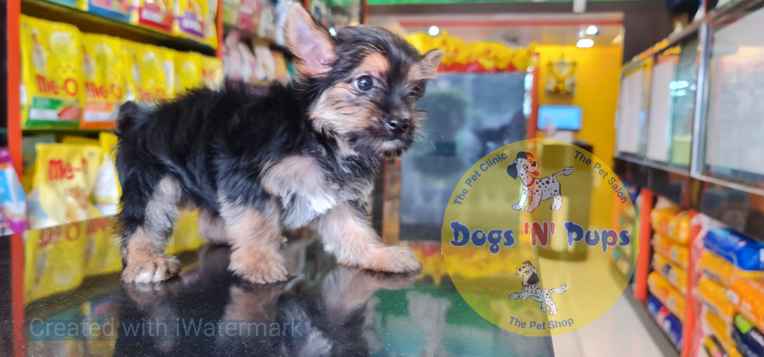 Yorkshire terrior puppy image 7