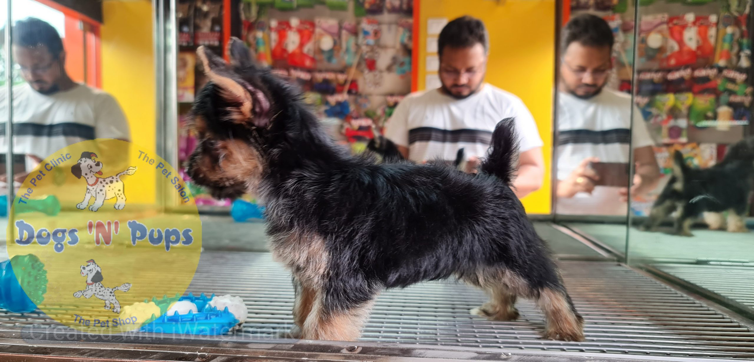 Yorkshire terrior puppy image 8