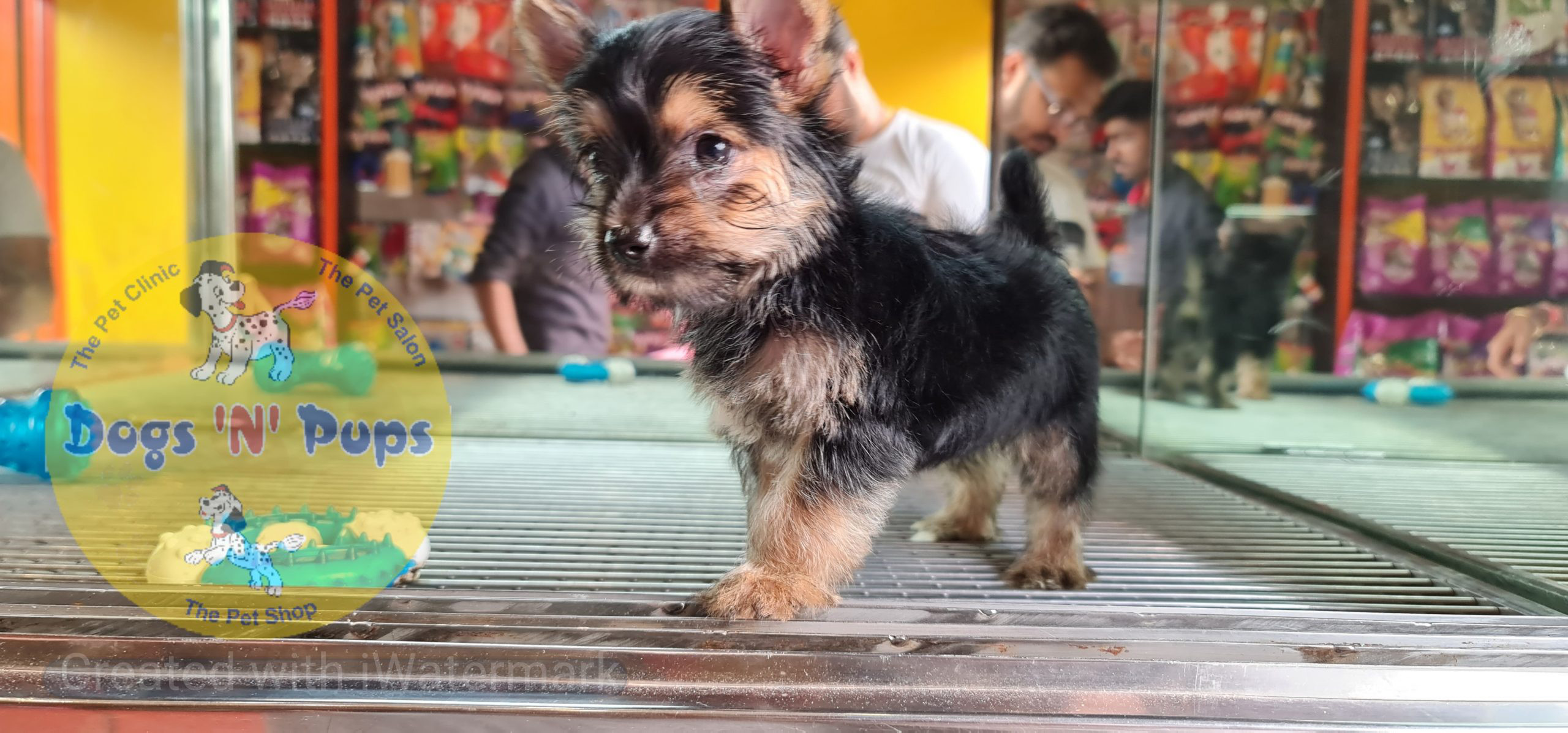 Yorkshire terrior puppy image 9