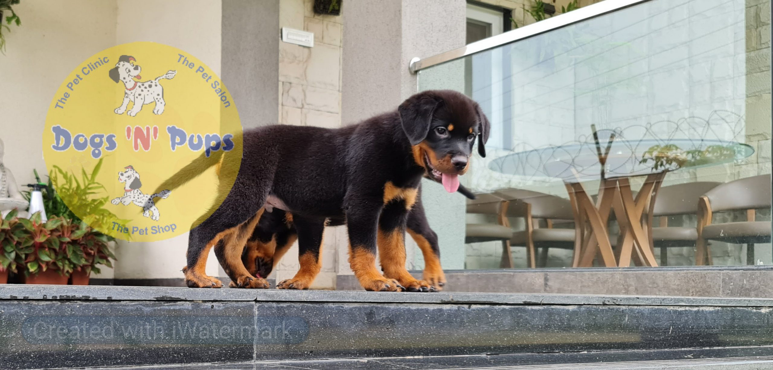 next dog posted image