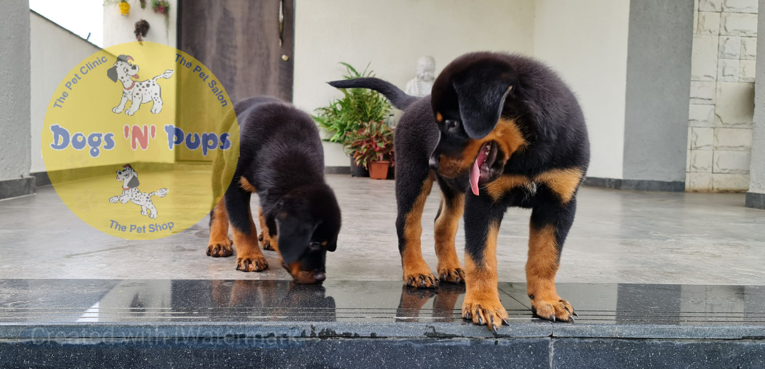 Rottweiler puppies image 2