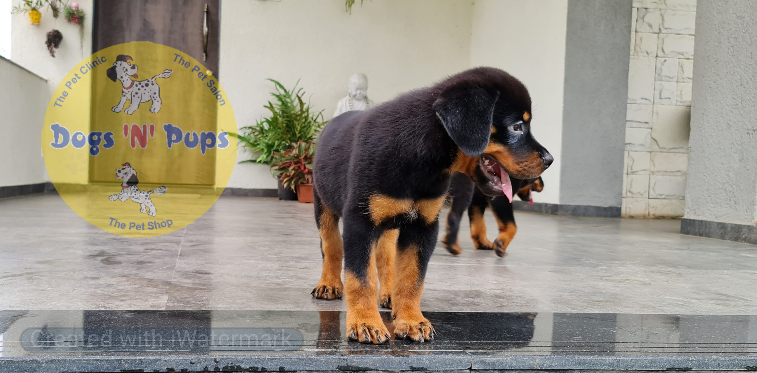 Rottweiler puppies image 3