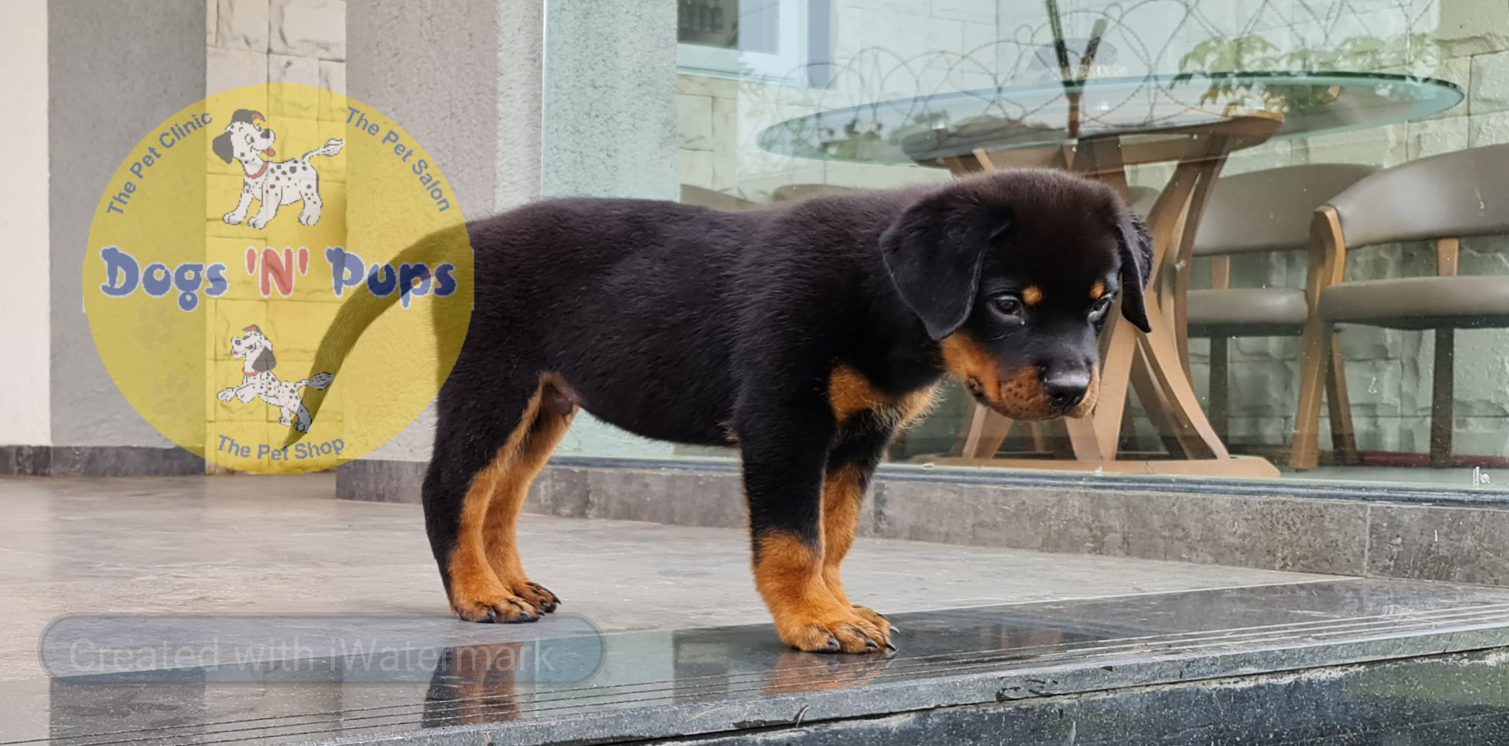 Rottweiler puppies image 4