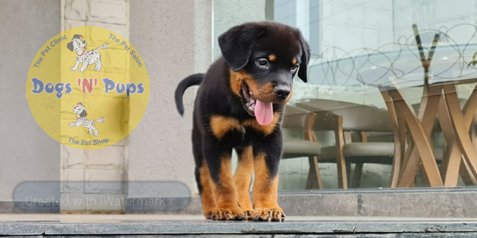 Rottweiler puppies image 5