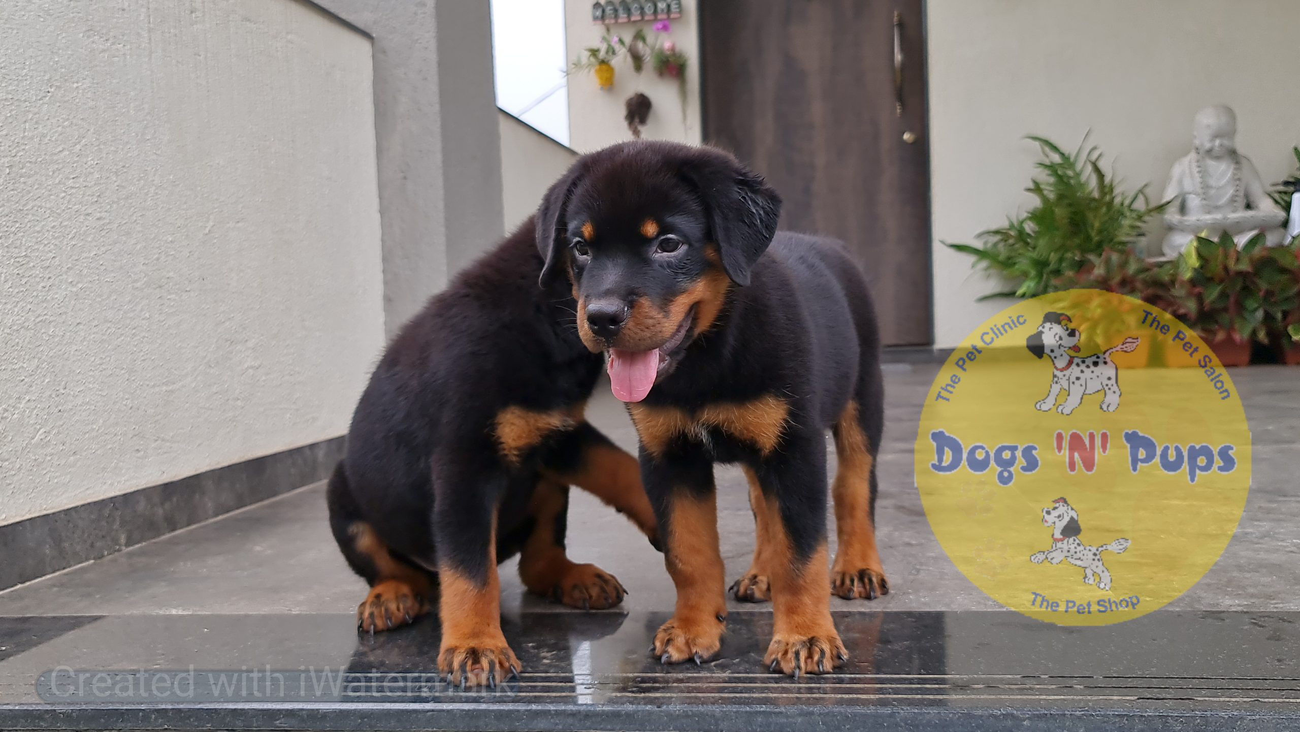 Rottweiler puppies image 6