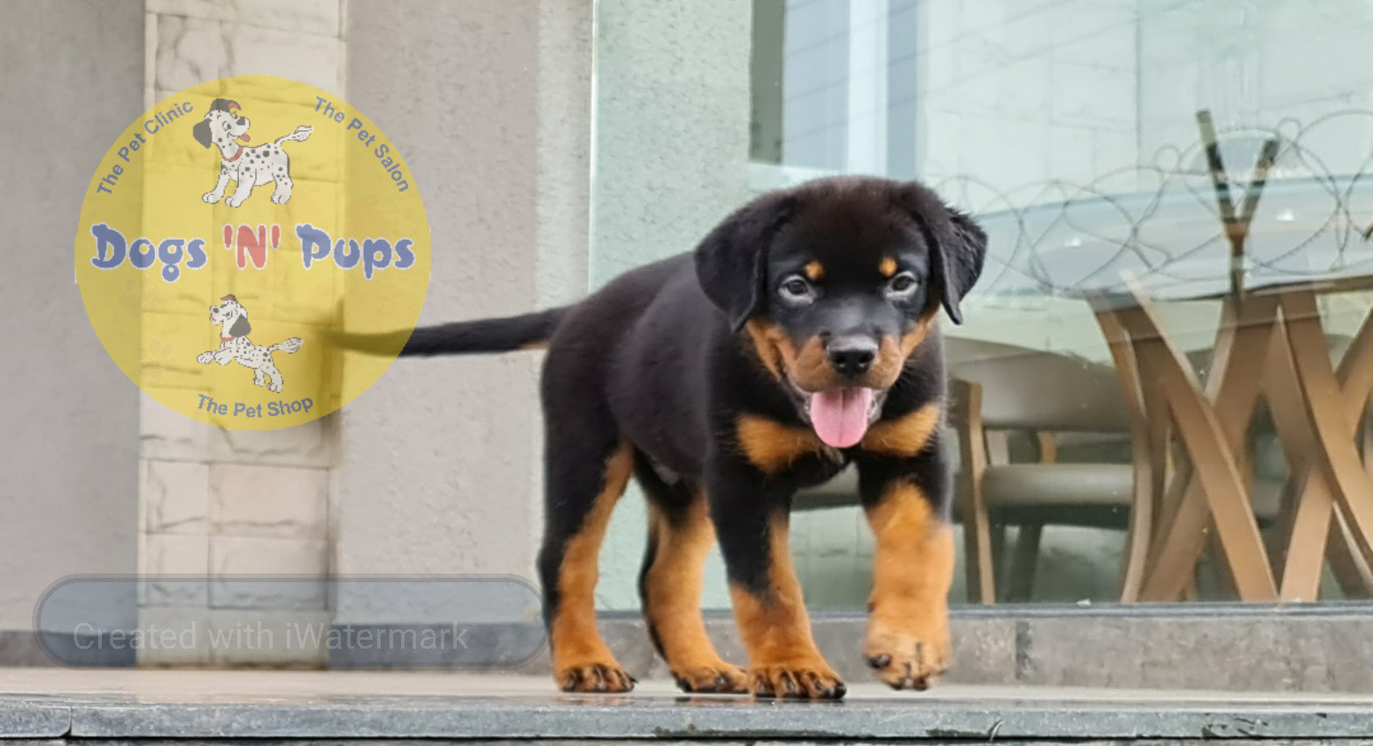 Rottweiler puppies image 8