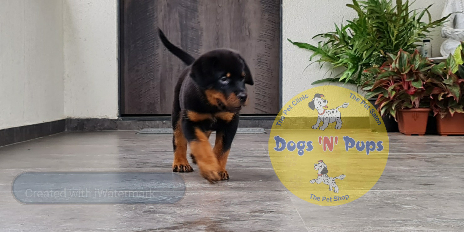 Rottweiler puppies image 9