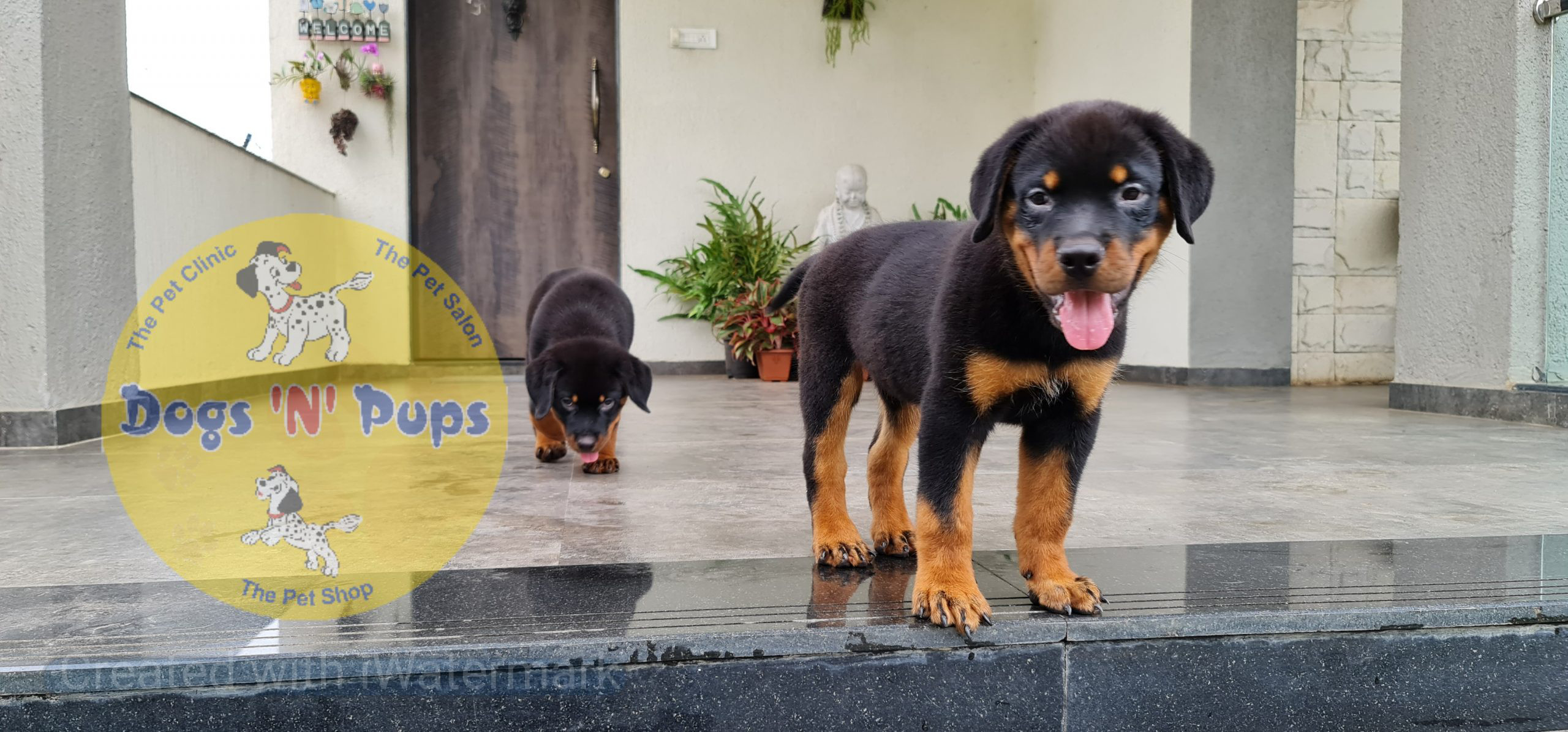 Rottweiler puppies image 10