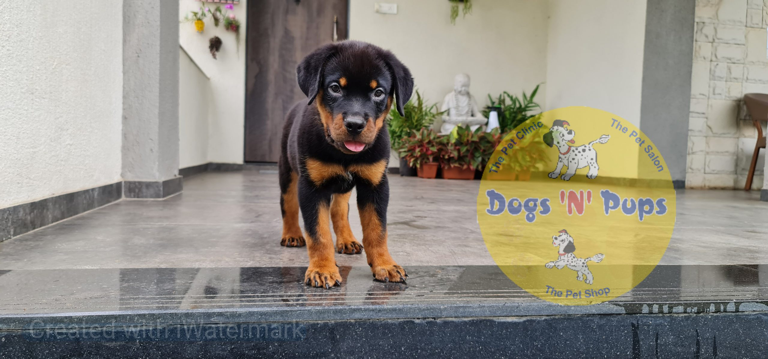 Rottweiler puppies image 11