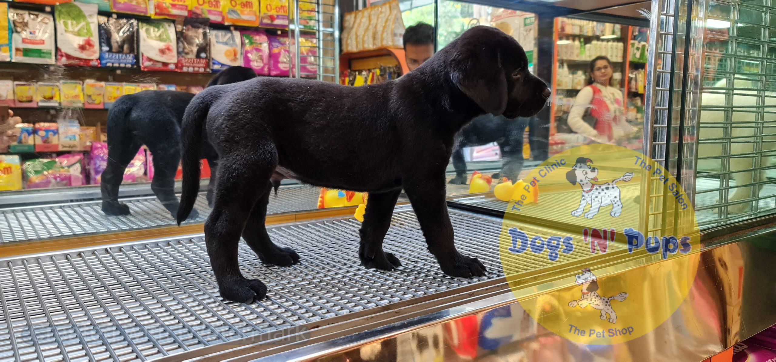 next dog posted image