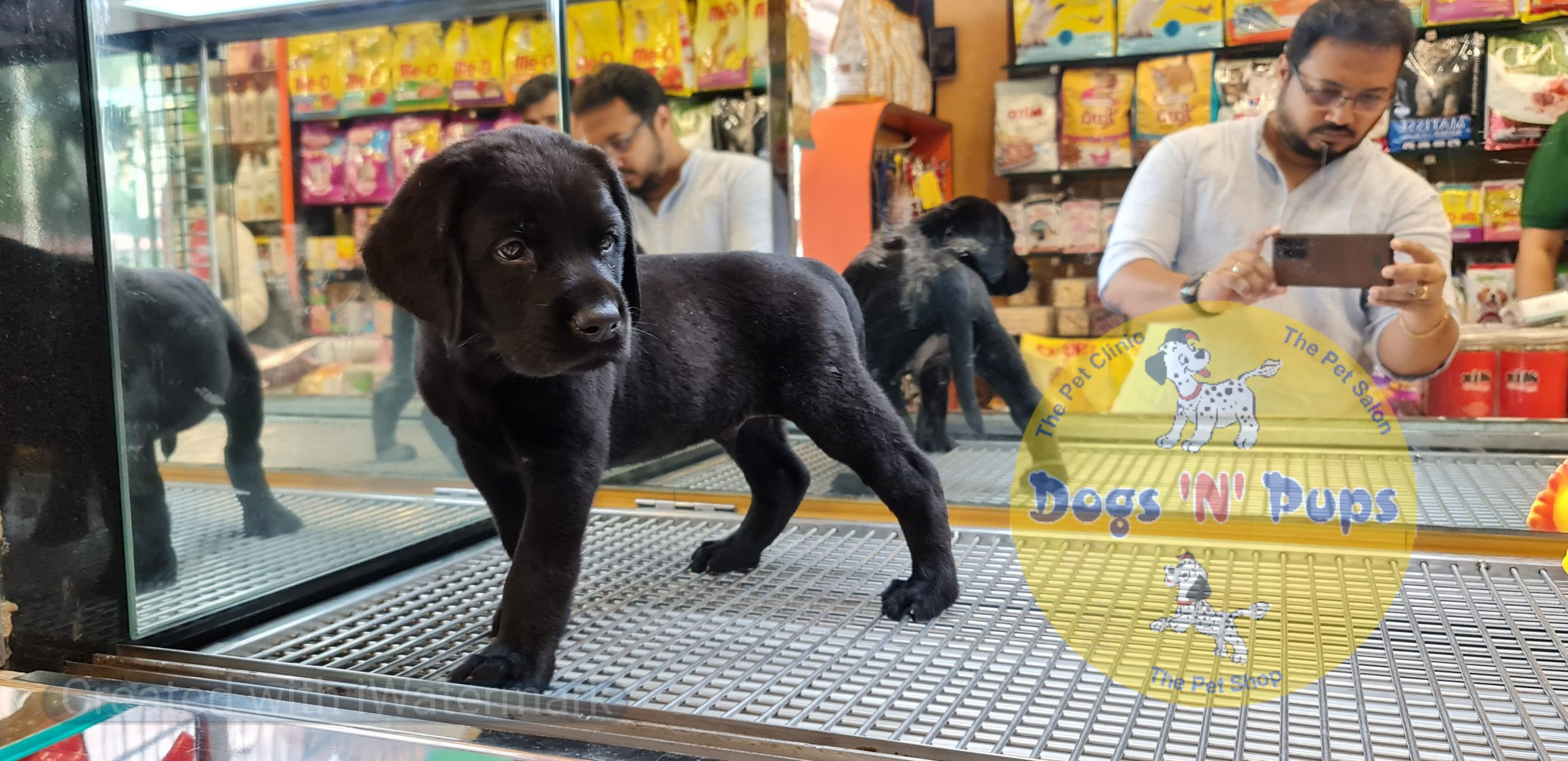 Labrador (black) image 2