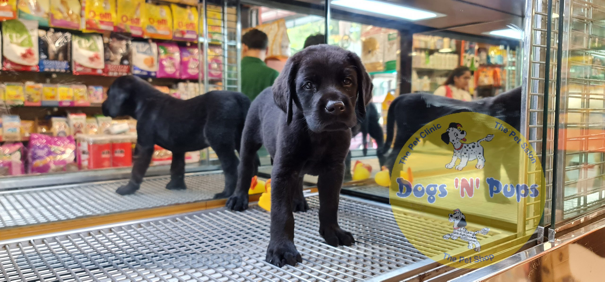 Labrador (black) image 3