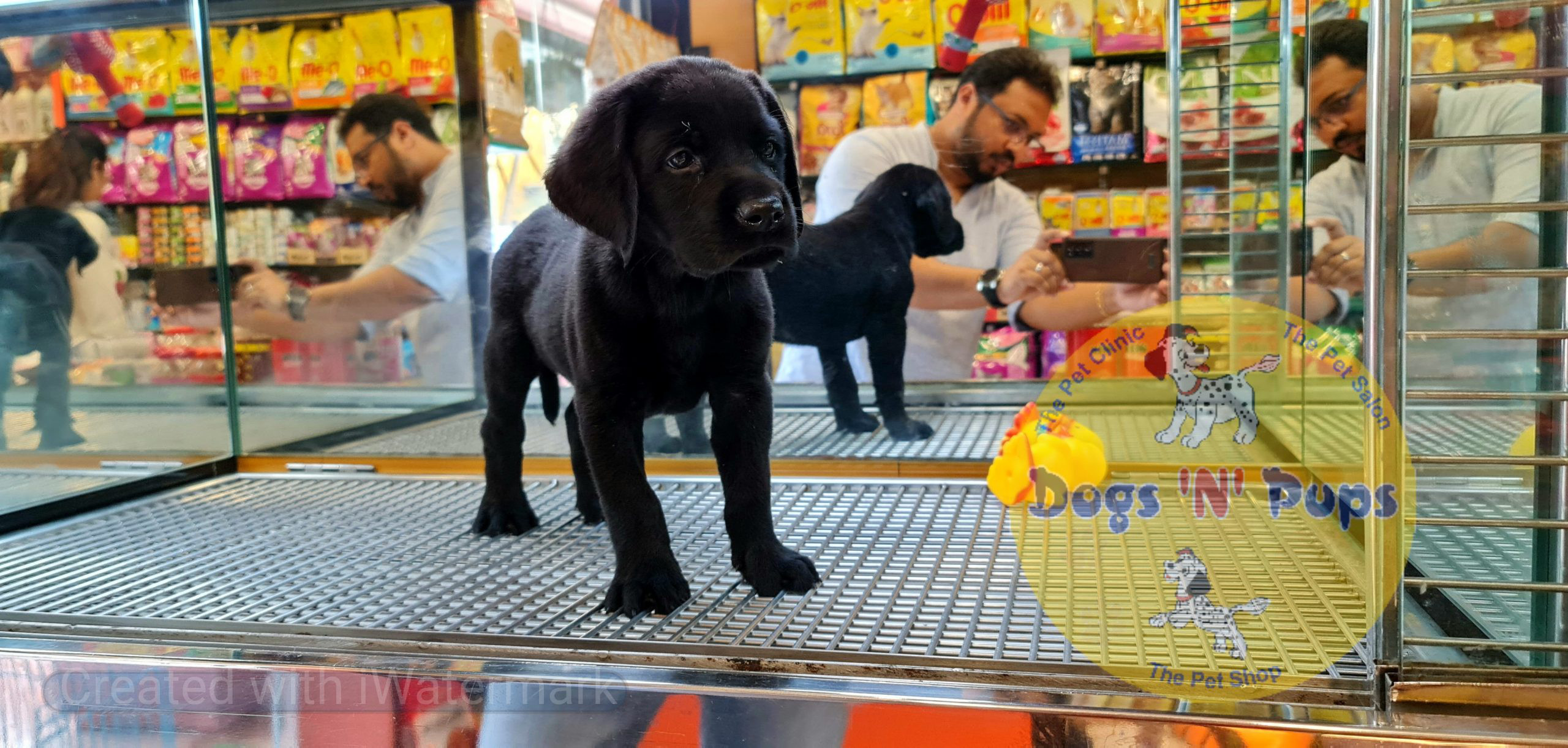 Labrador (black) image 4