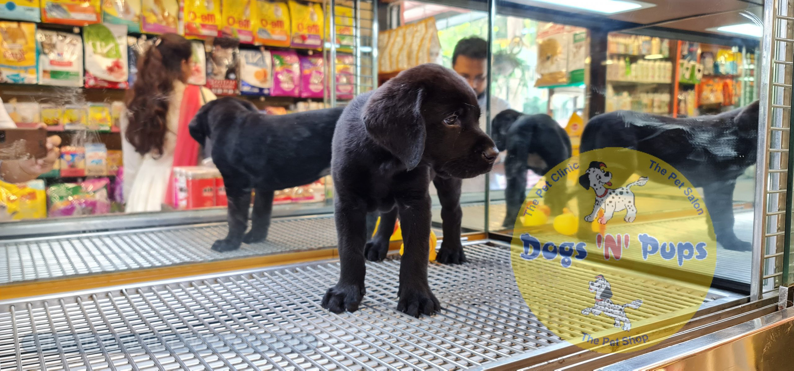 Labrador (black) image 6