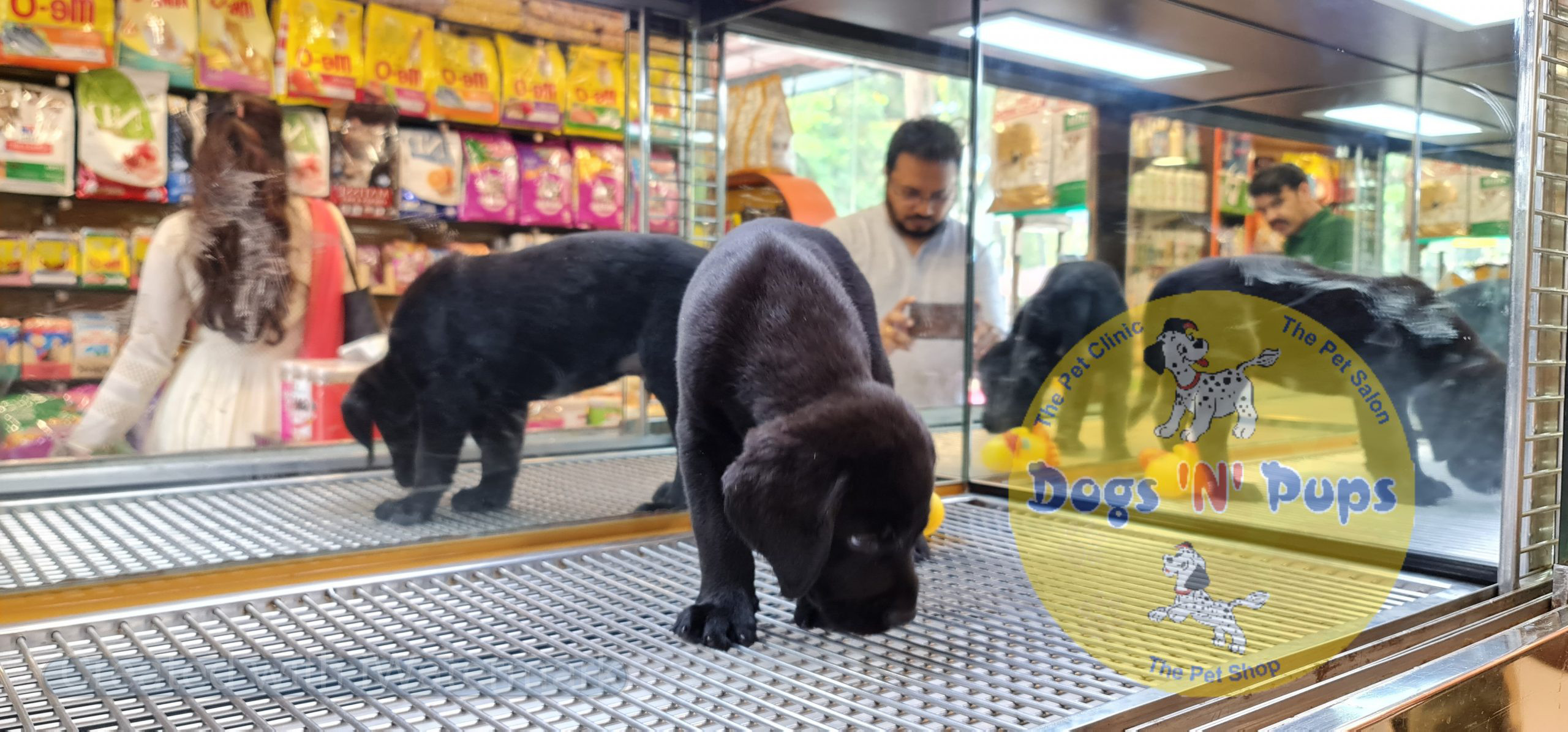 Labrador (black) image 7