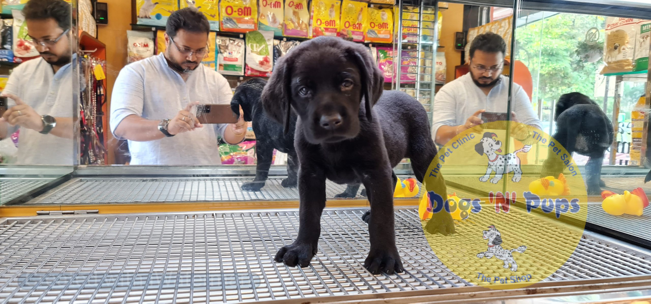 Labrador (black) image 8