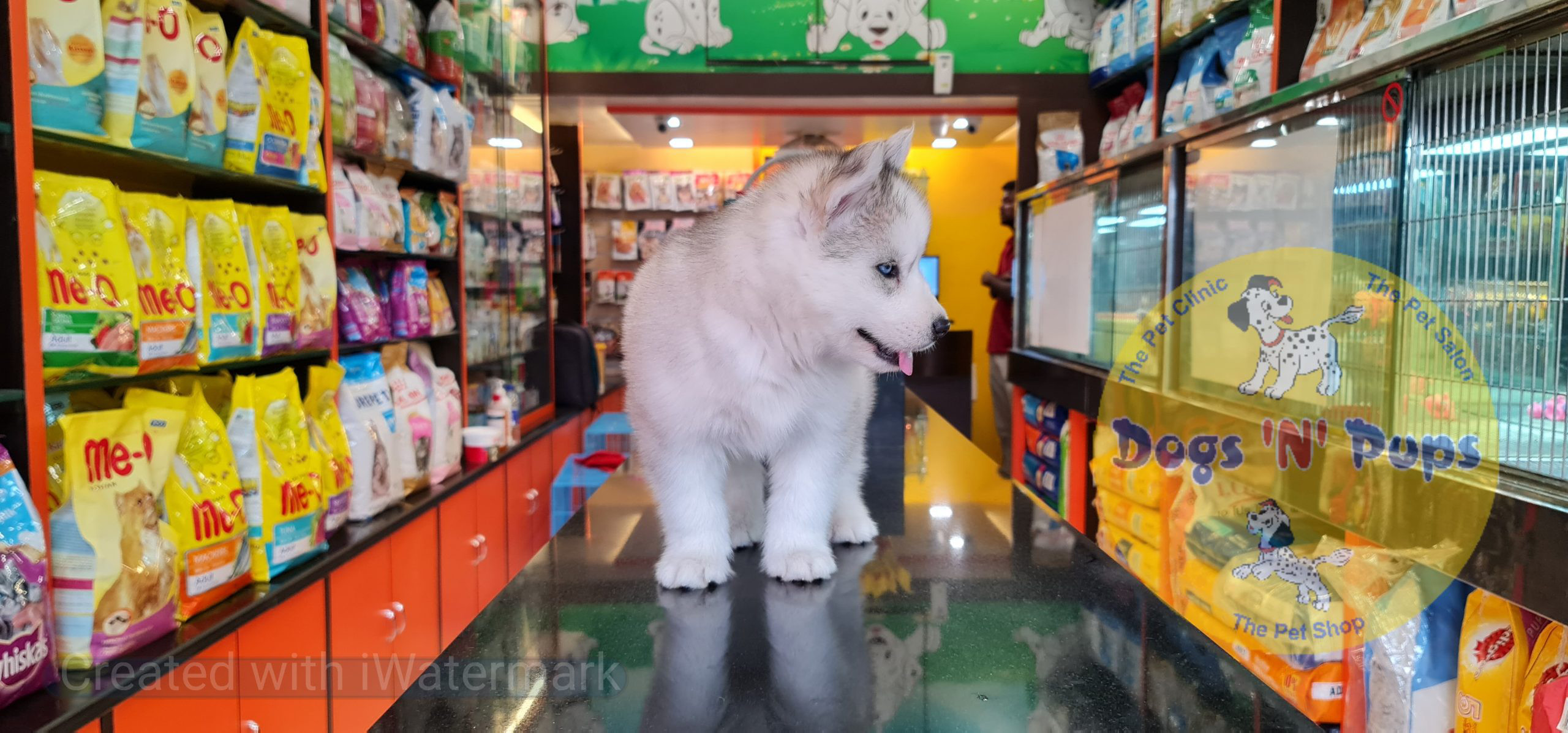 prev dog posted image