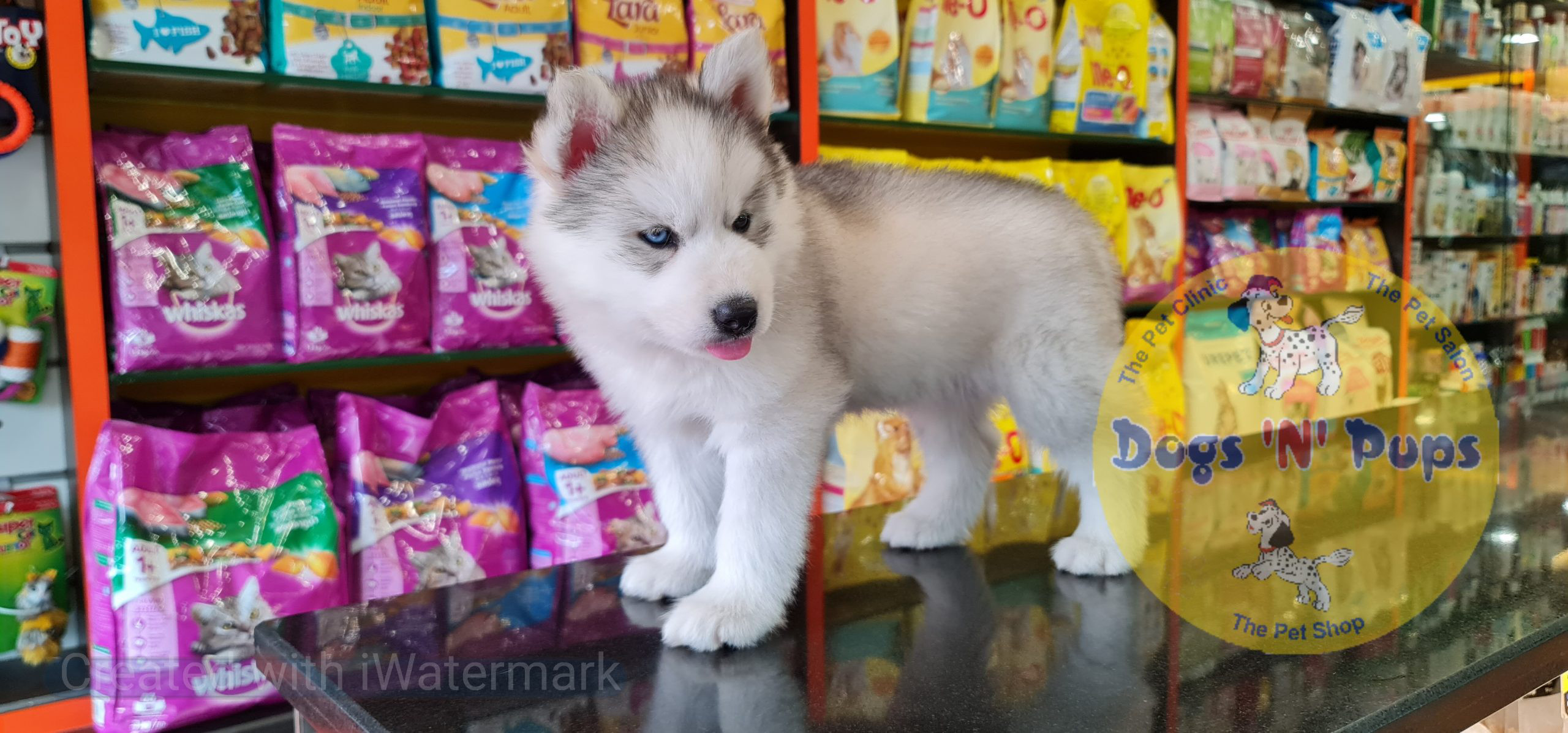 Siberian husky image 2