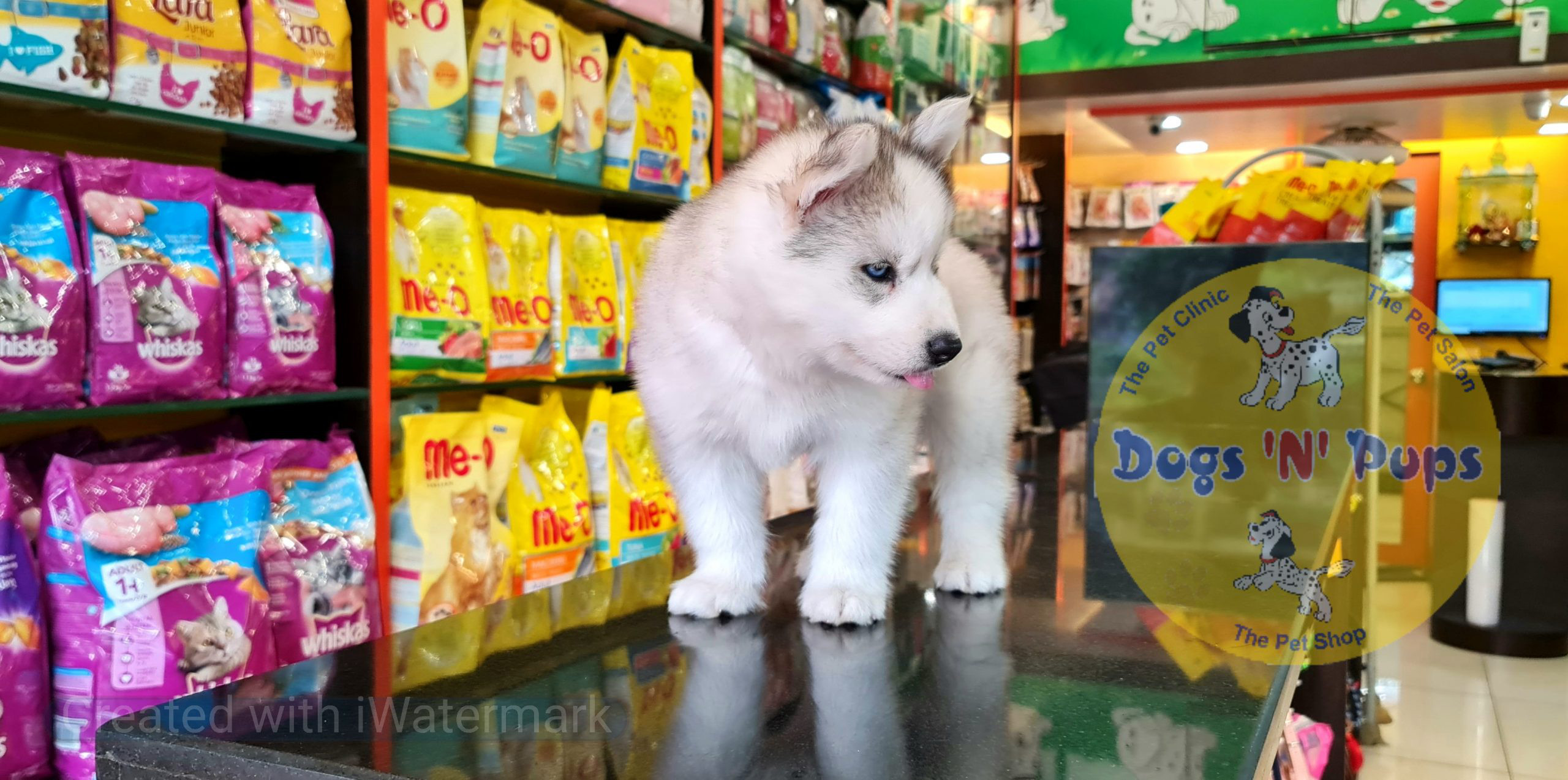 Siberian husky image 3