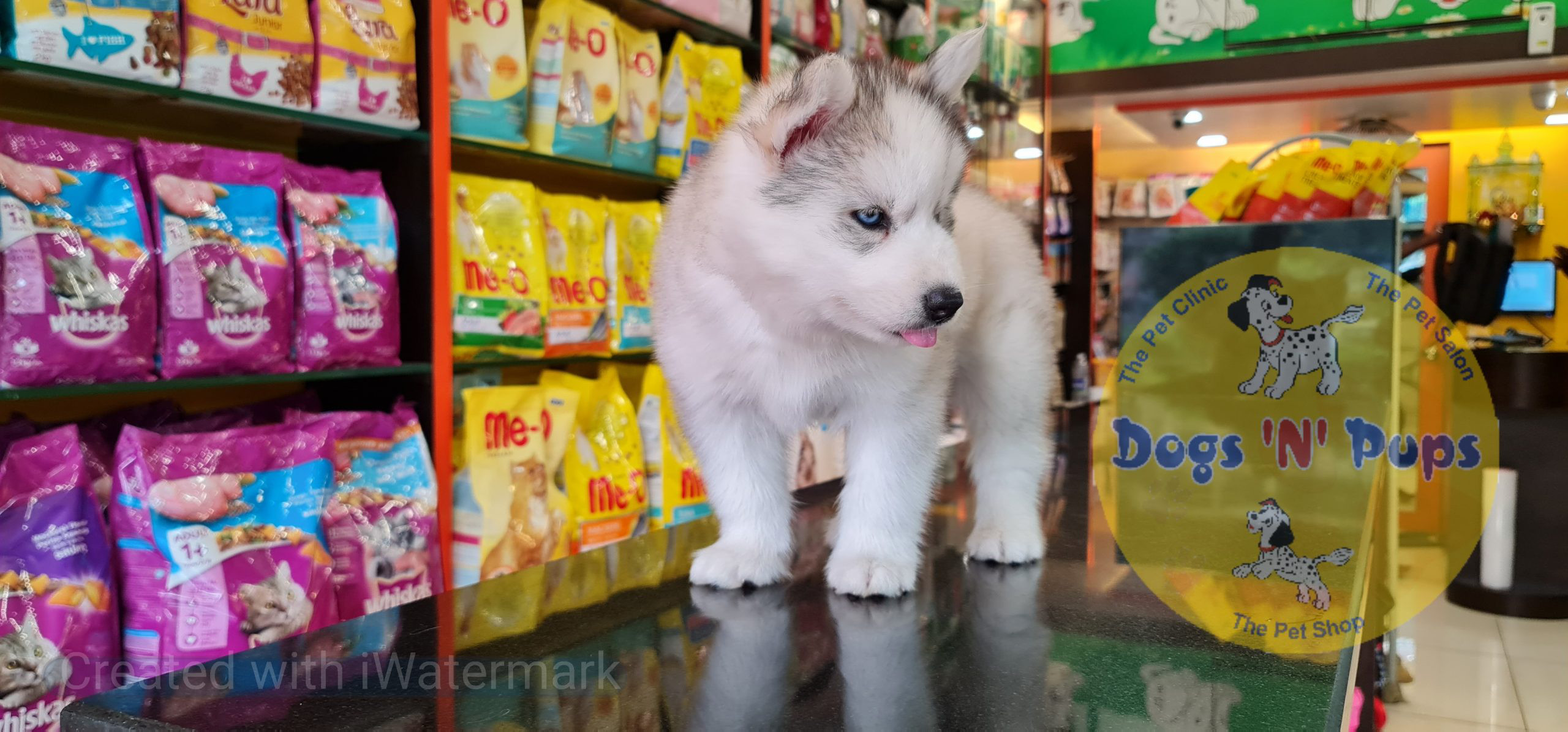 Siberian husky image 4