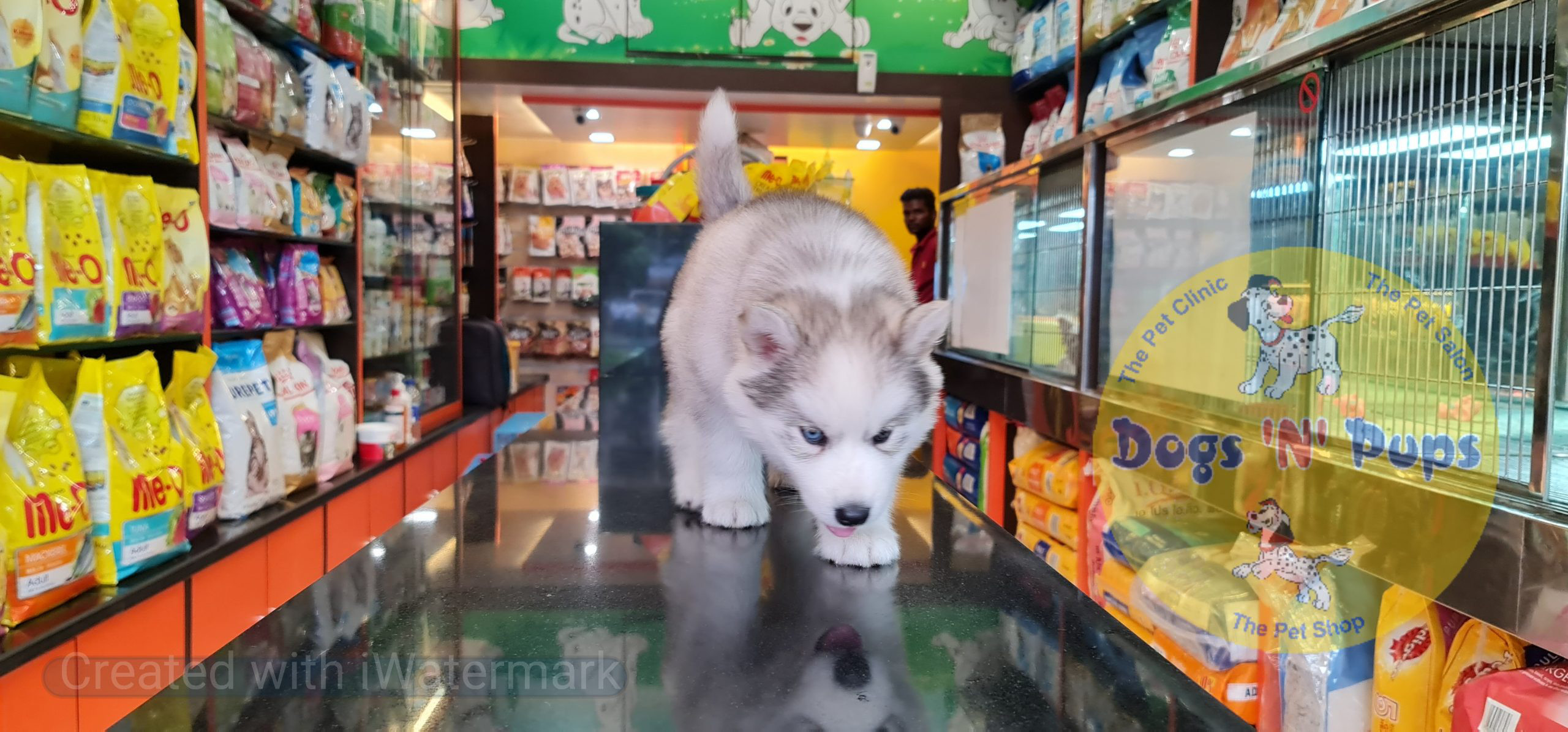 Siberian husky image 5