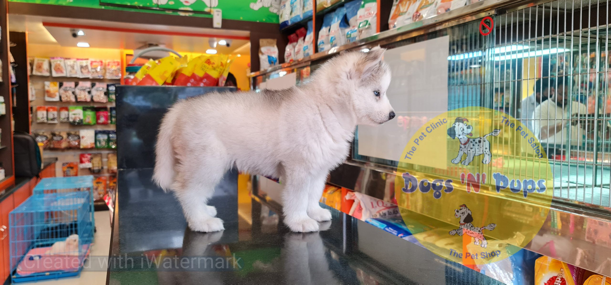 Siberian husky image 6