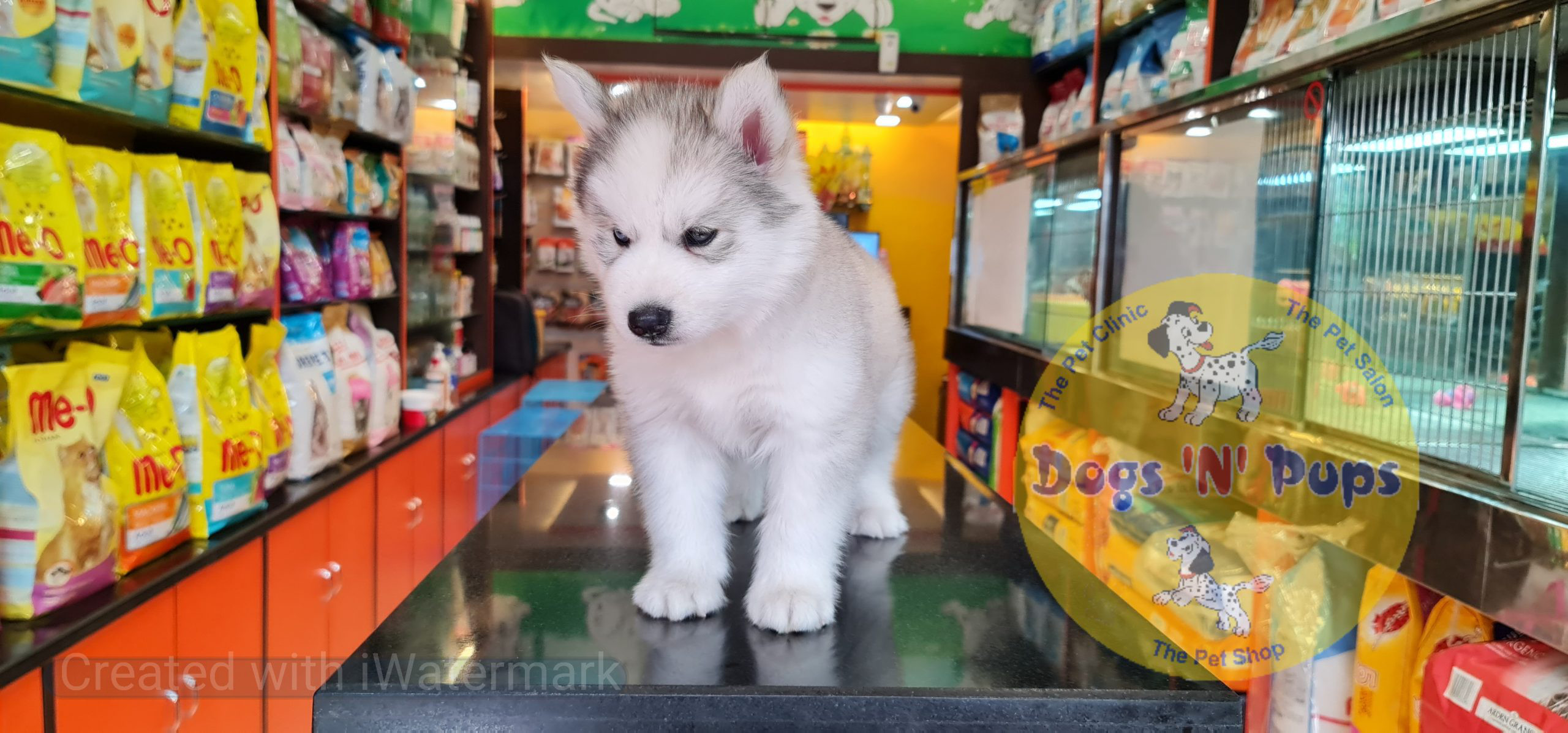 Siberian husky image 7