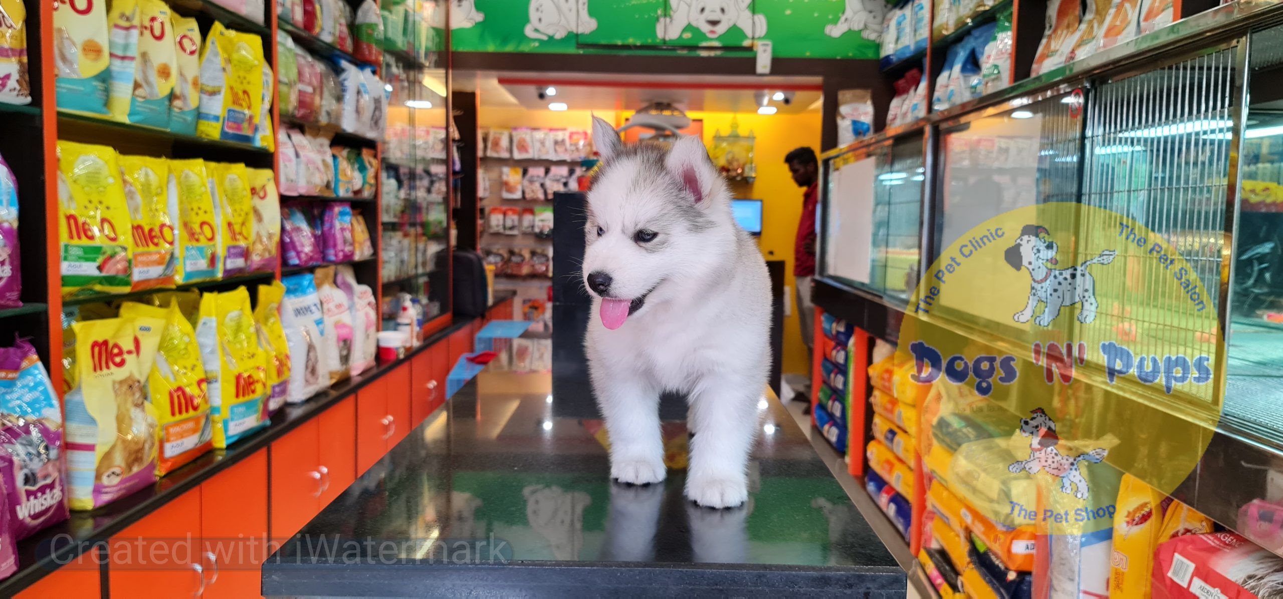 Siberian husky image 8