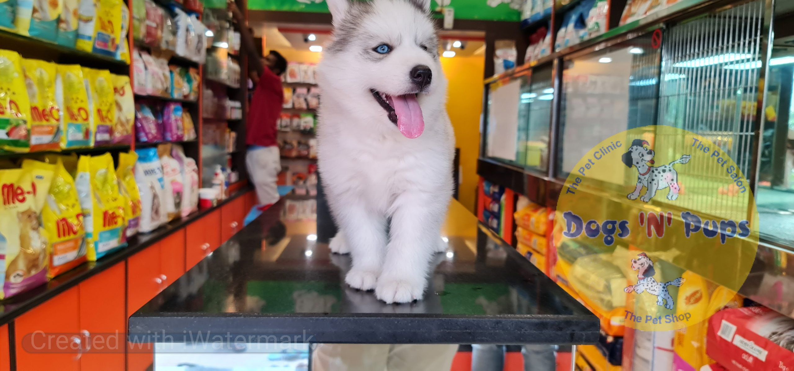 Siberian husky image 9