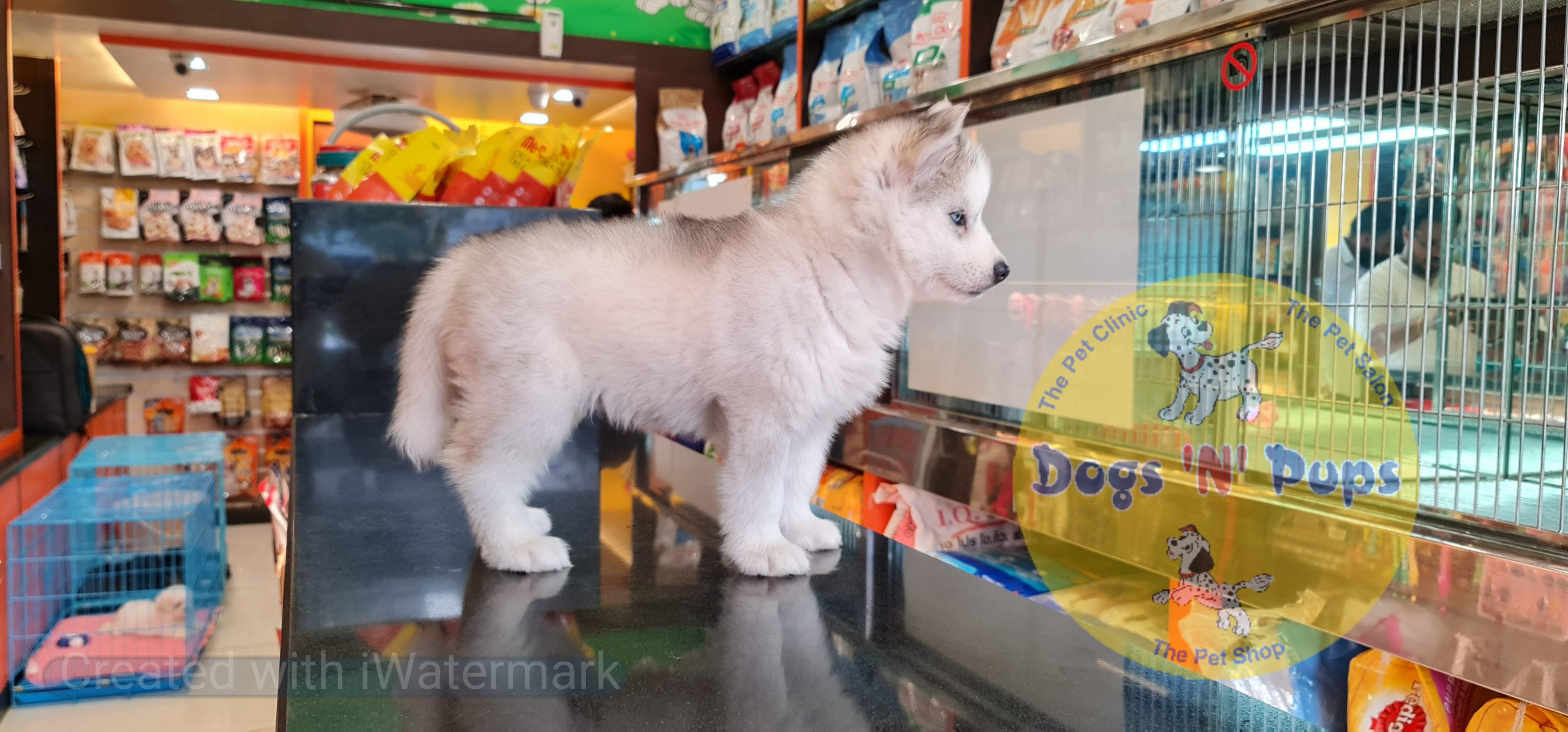 Siberian husky image 10