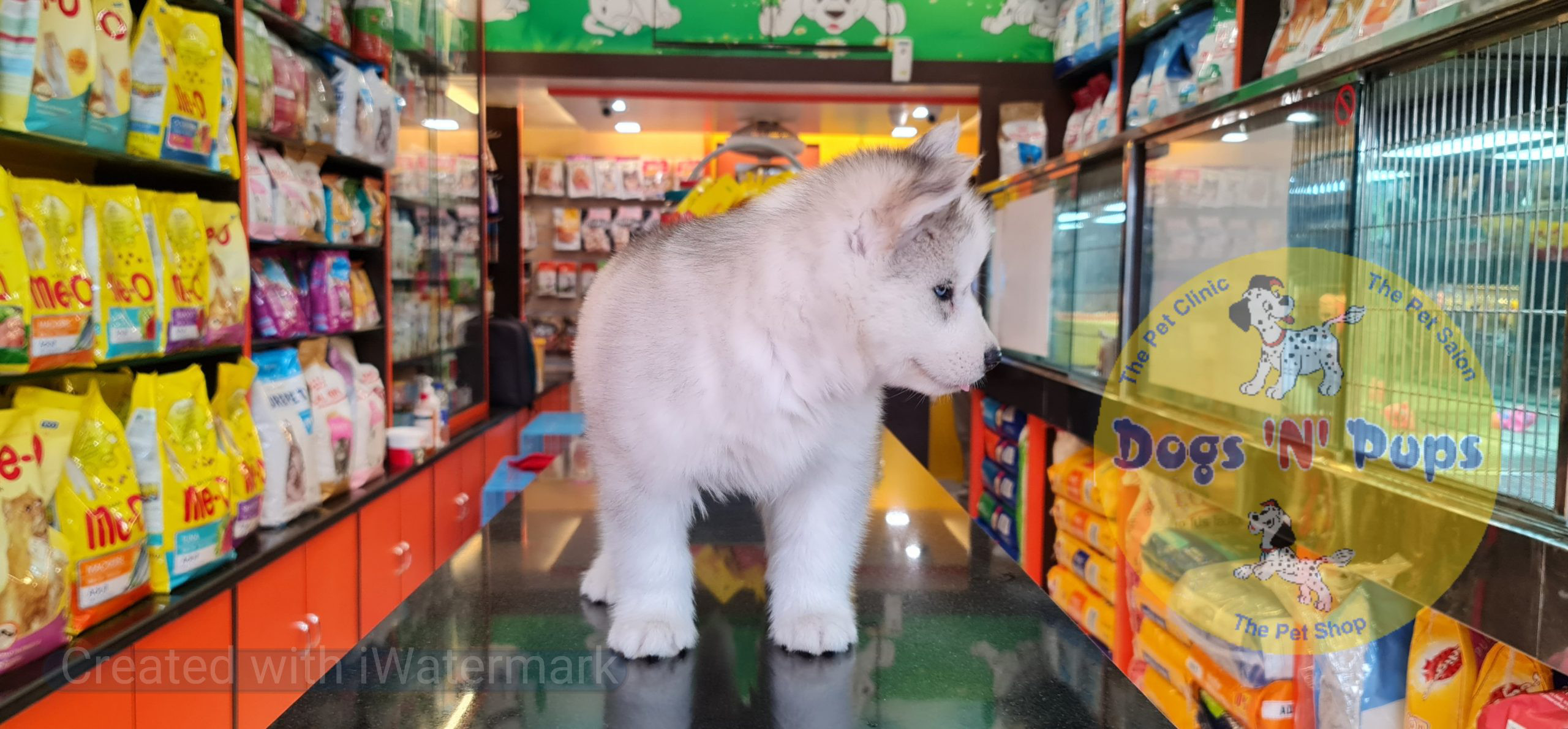 Siberian husky image 11