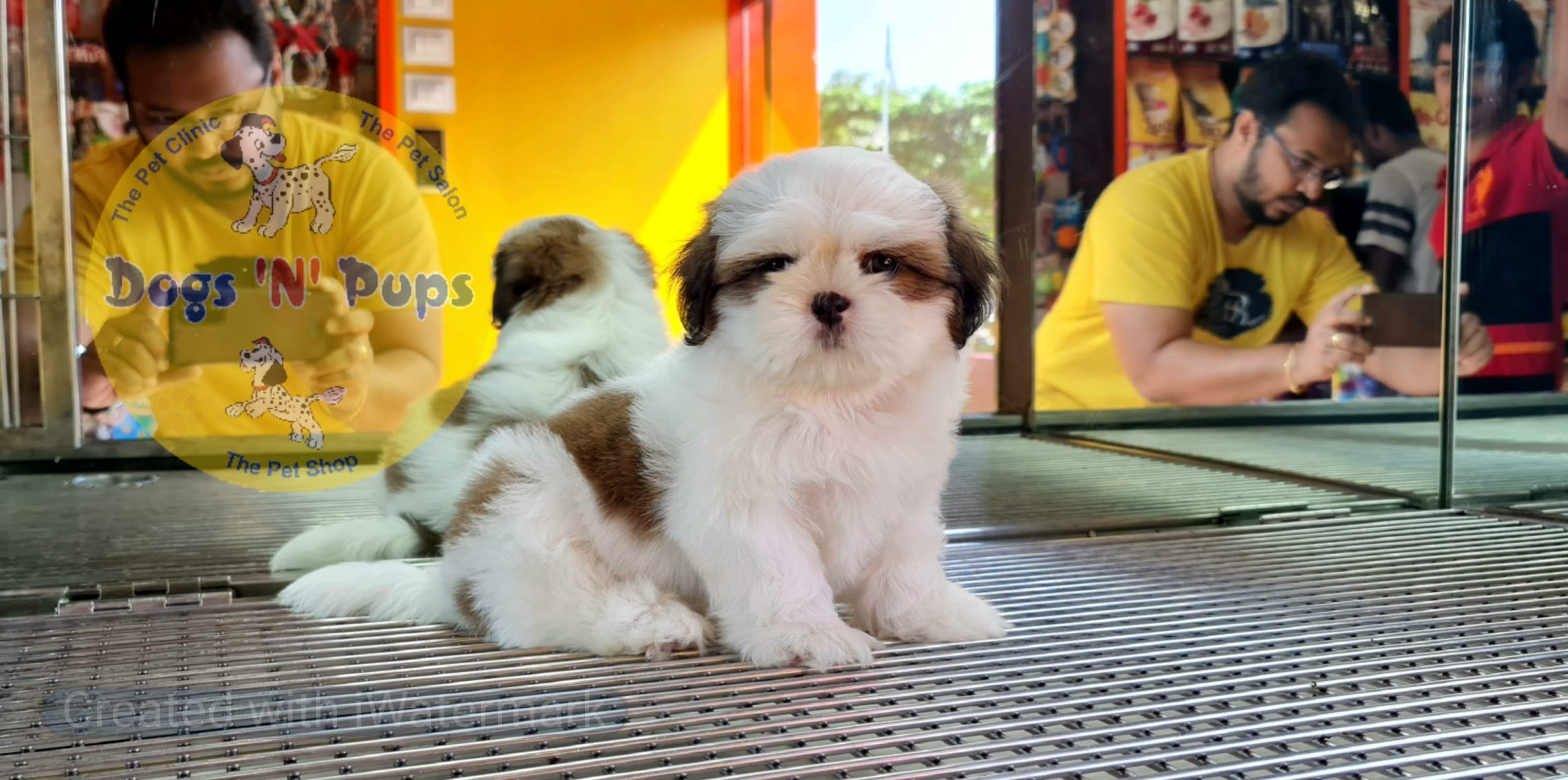 pet Shihtzu puppy header image