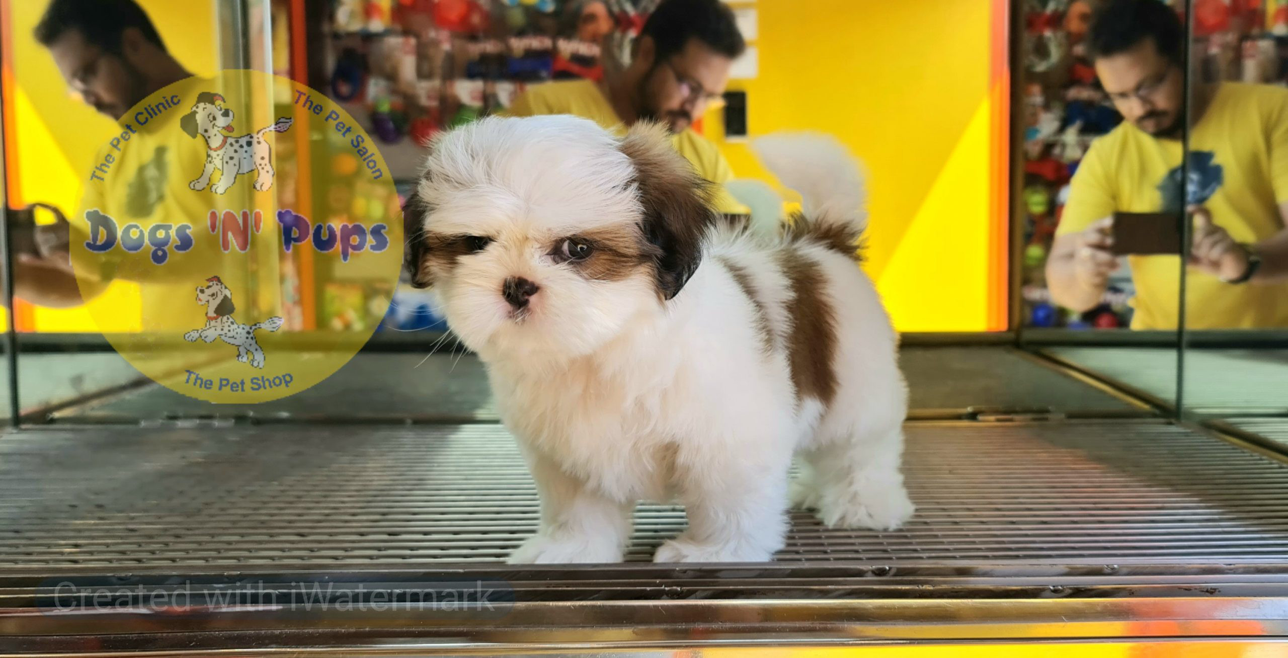 Shihtzu puppy image 2